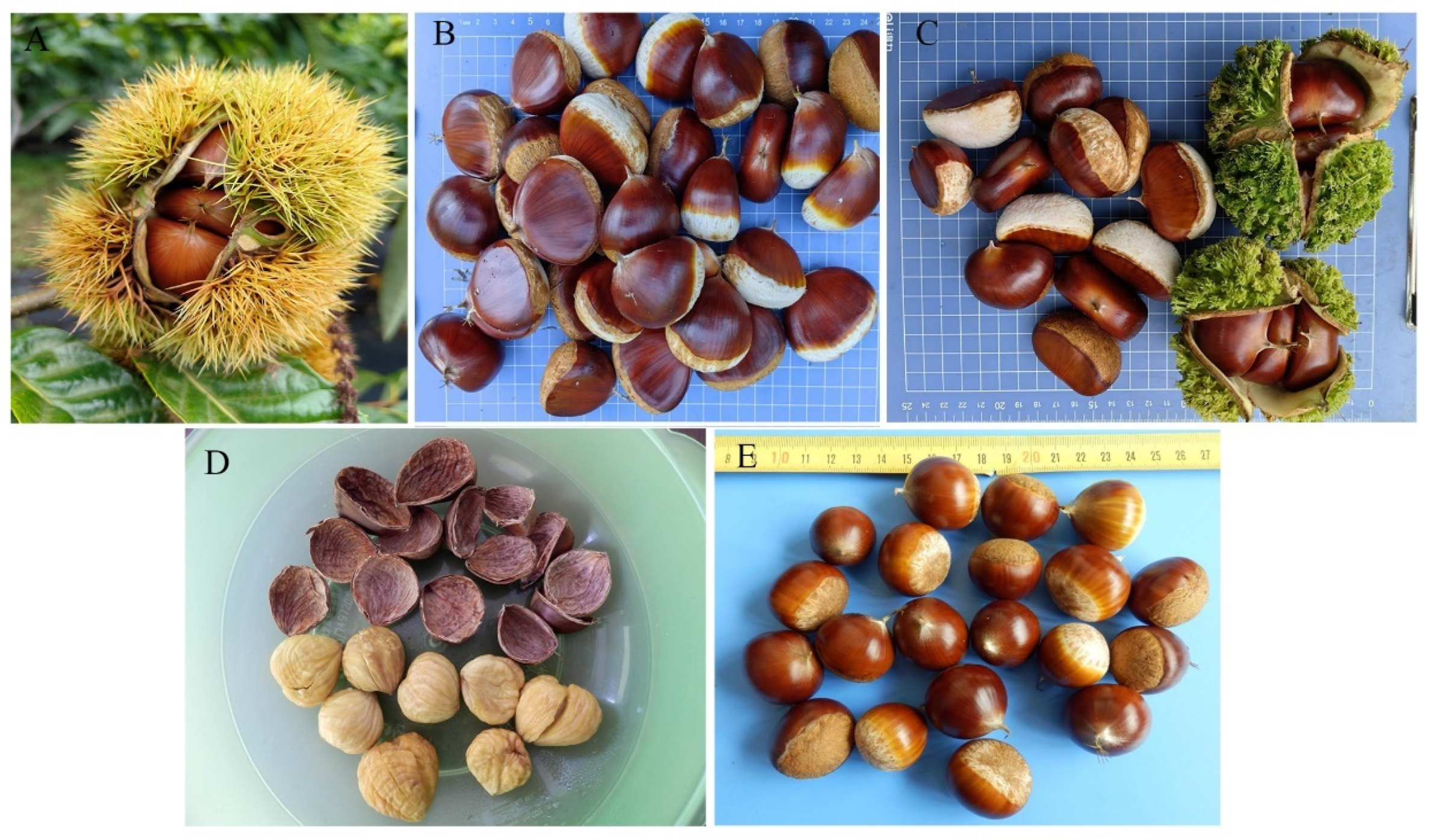 Plants 14 01998 g002