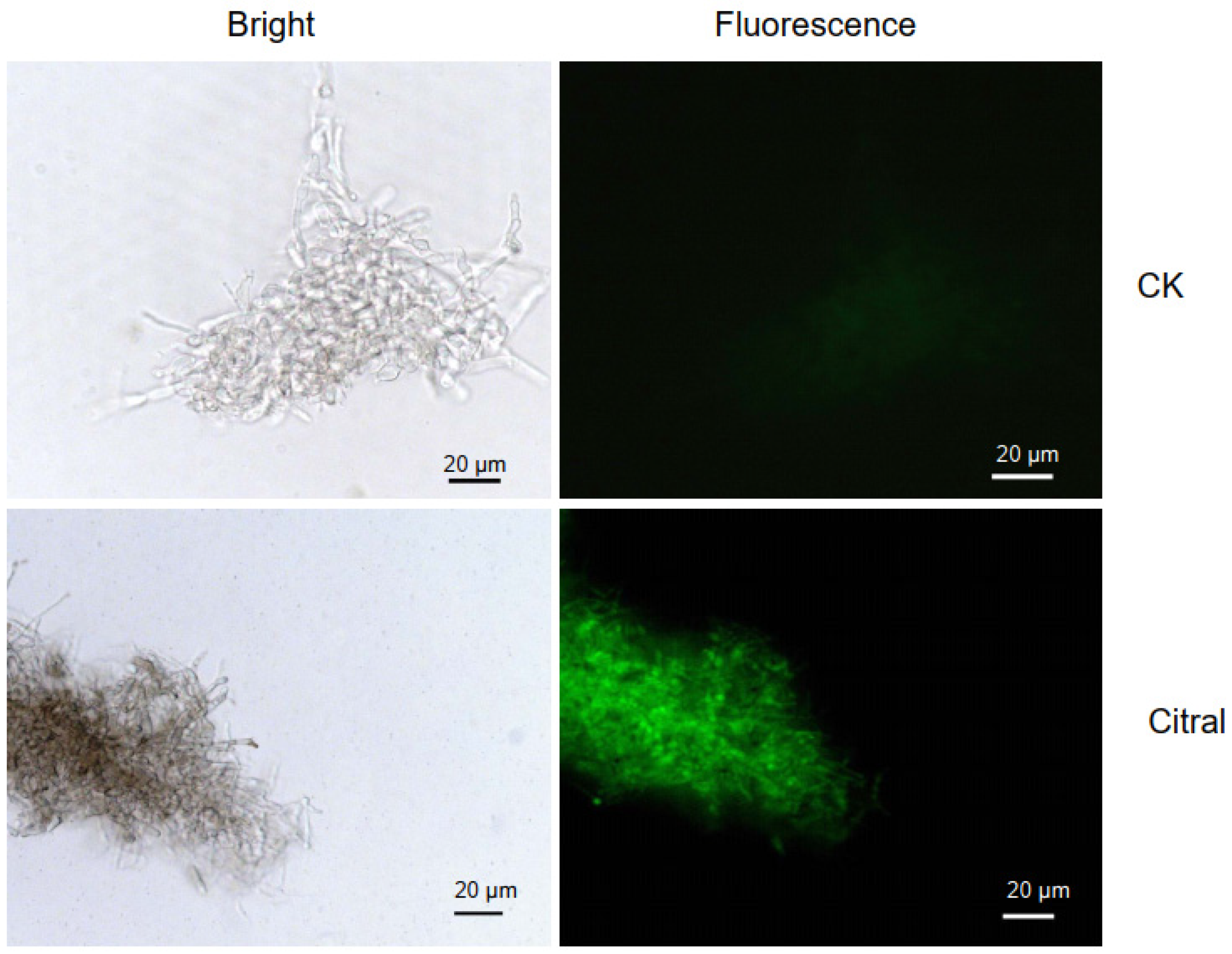 Plants 14 02001 g003