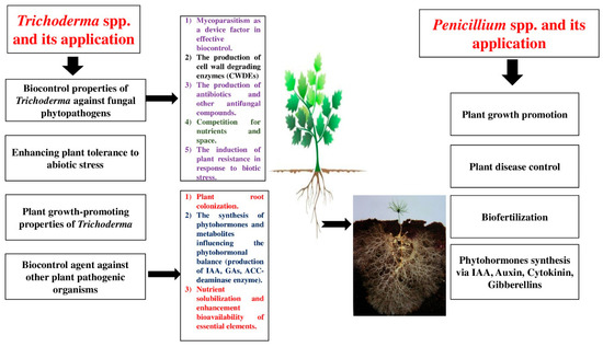 The Biocontrol and Growth-Promoting Potential of Penicillium