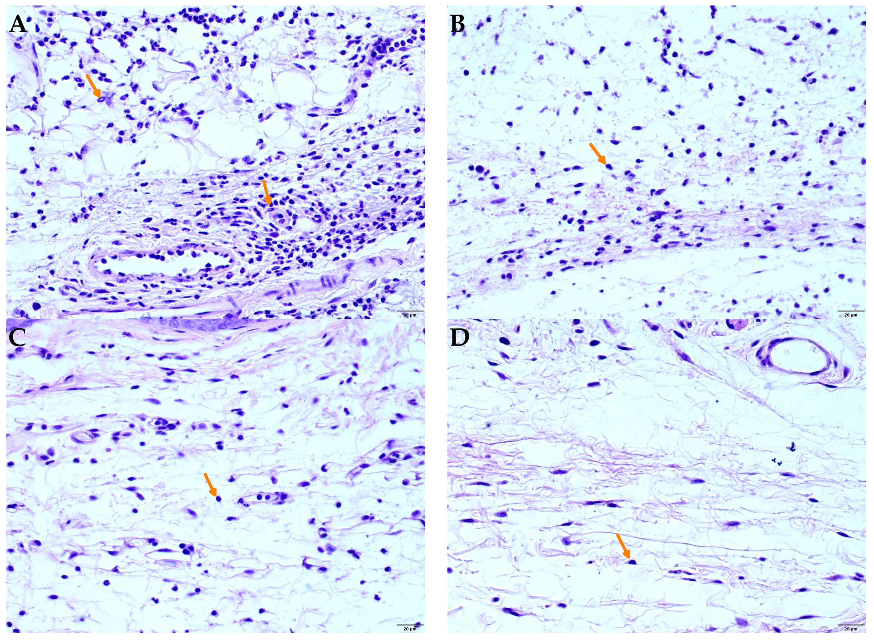 Plants 14 02008 g007