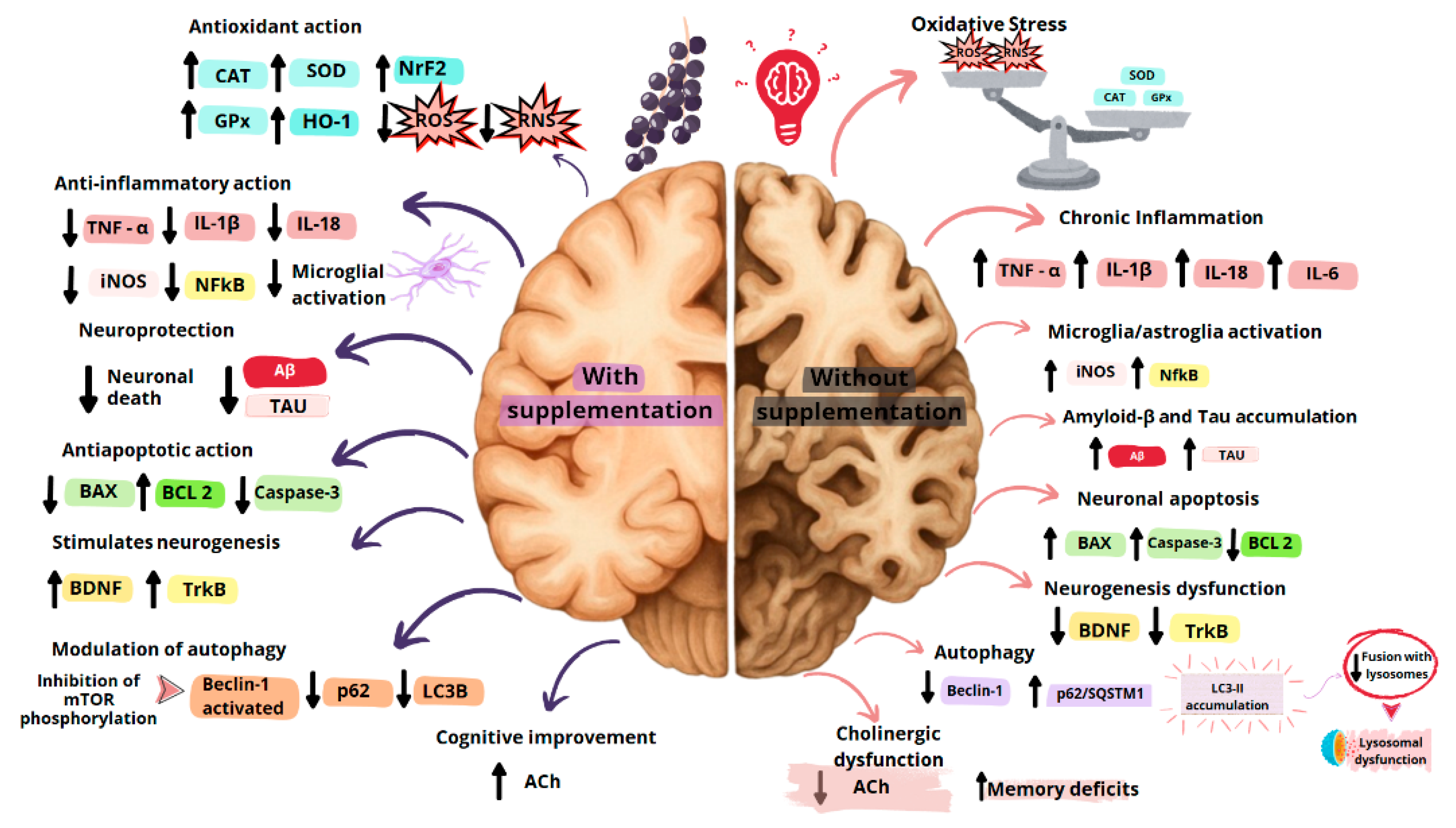 Plants 14 02010 g004 Plants 14 02010 g004