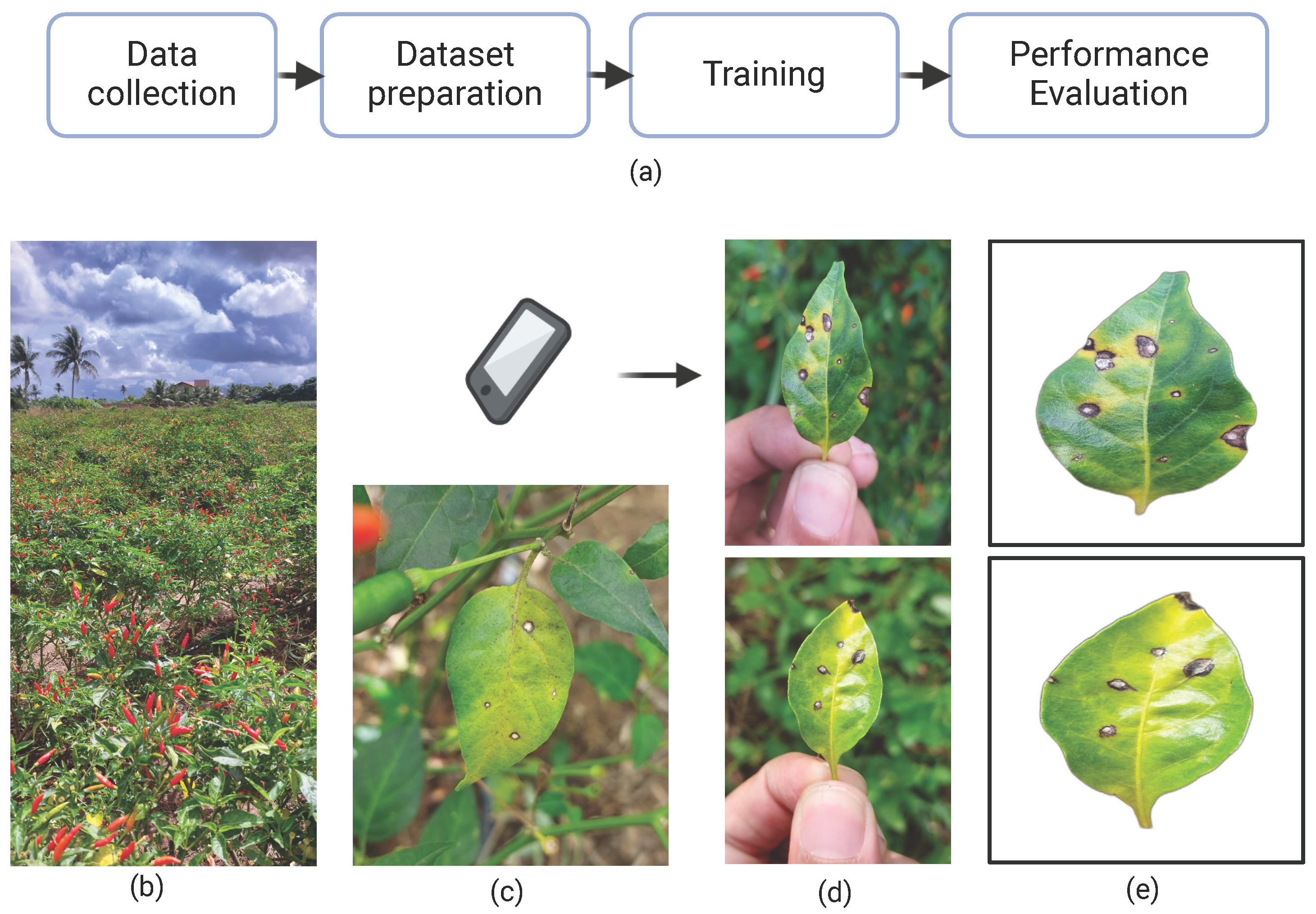 Plants 14 02011 g003