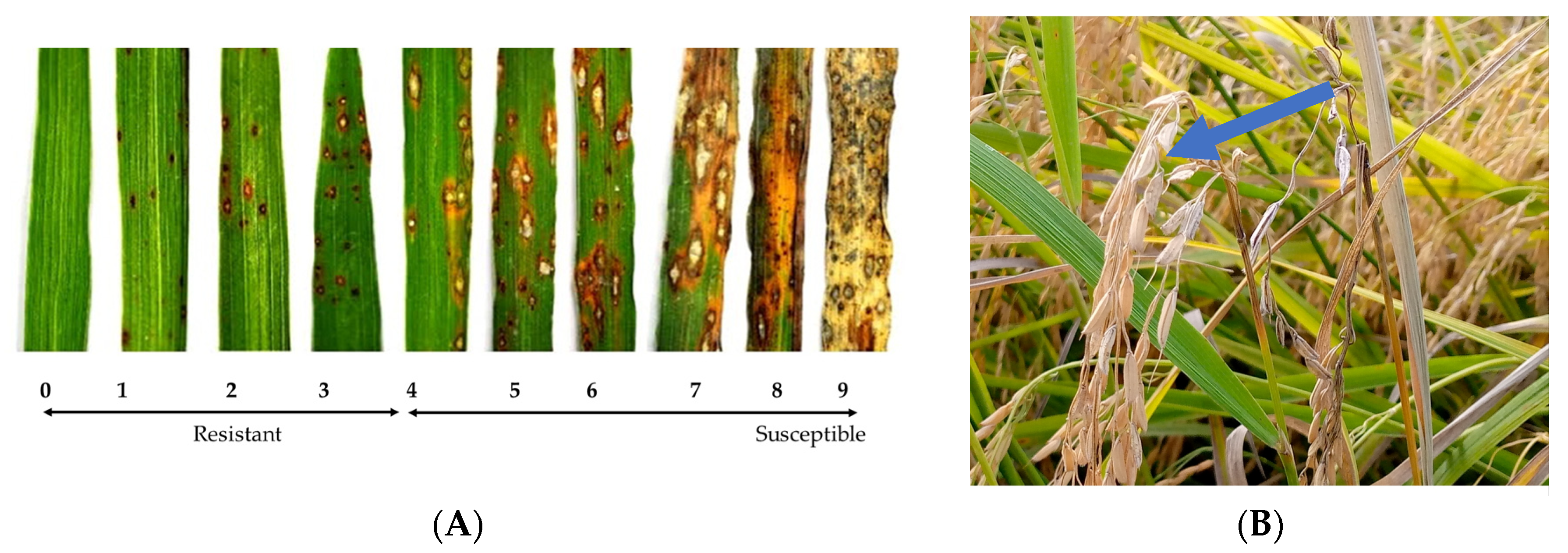 Plants 14 02016 g001