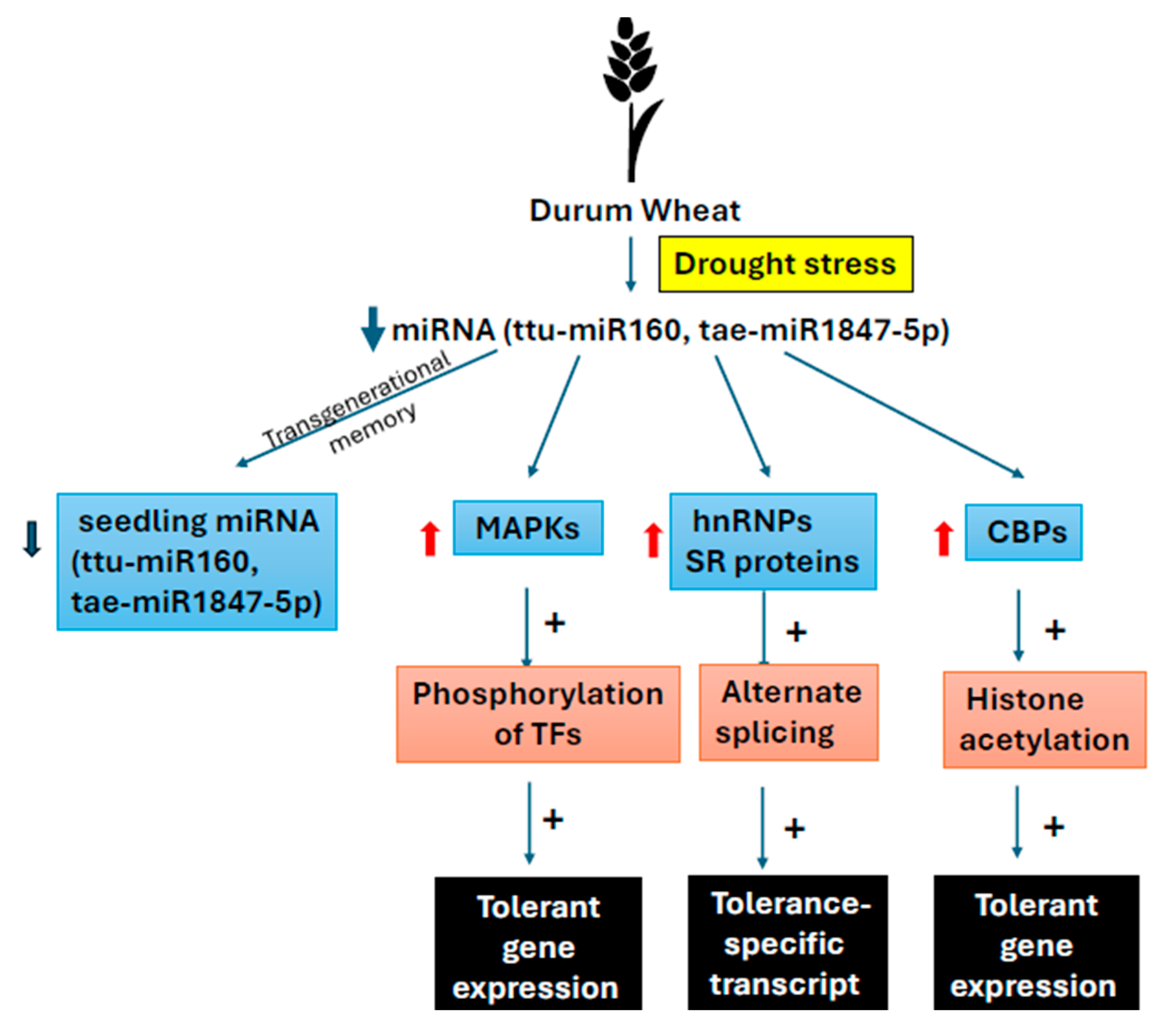 Plants 14 02021 g001