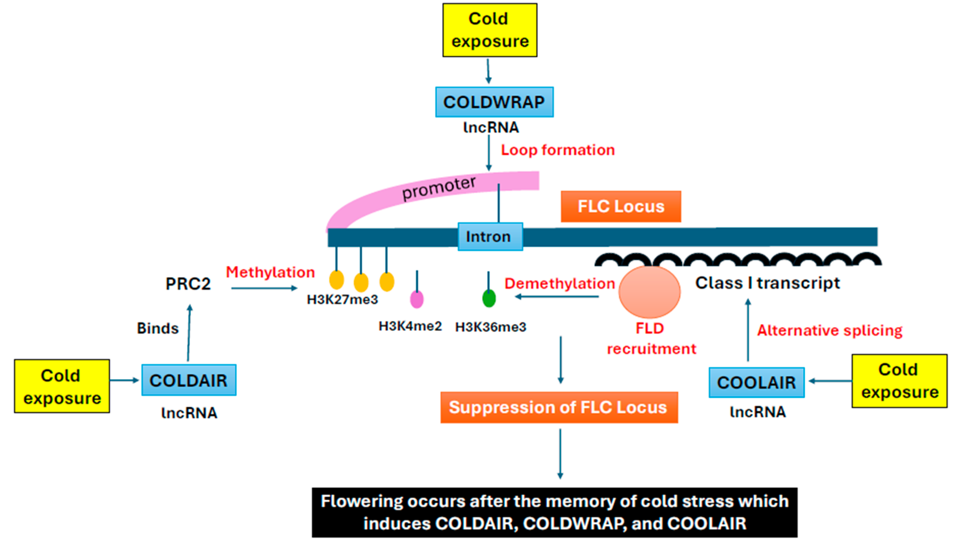 Plants 14 02021 g002