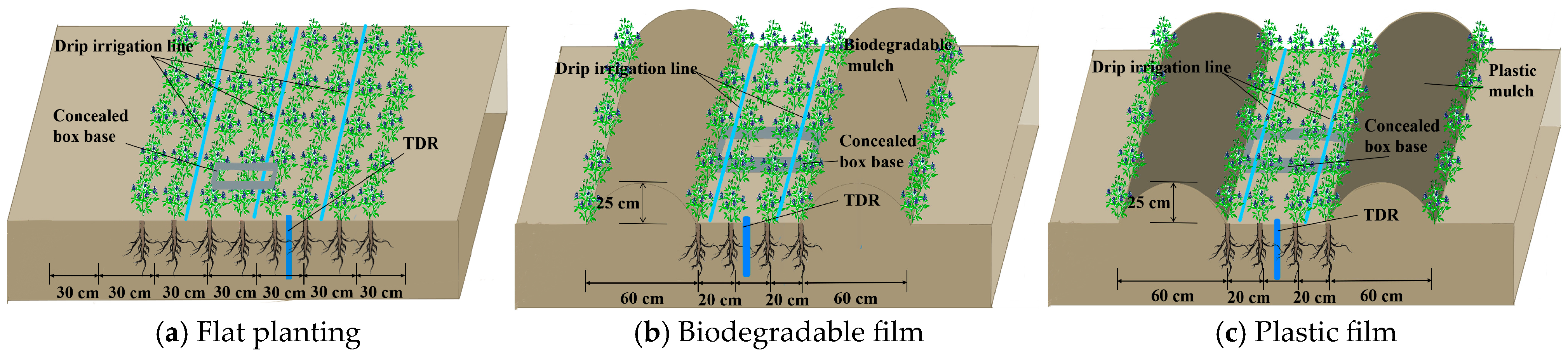 Plants 14 02022 g010 Plants 14 02022 g010