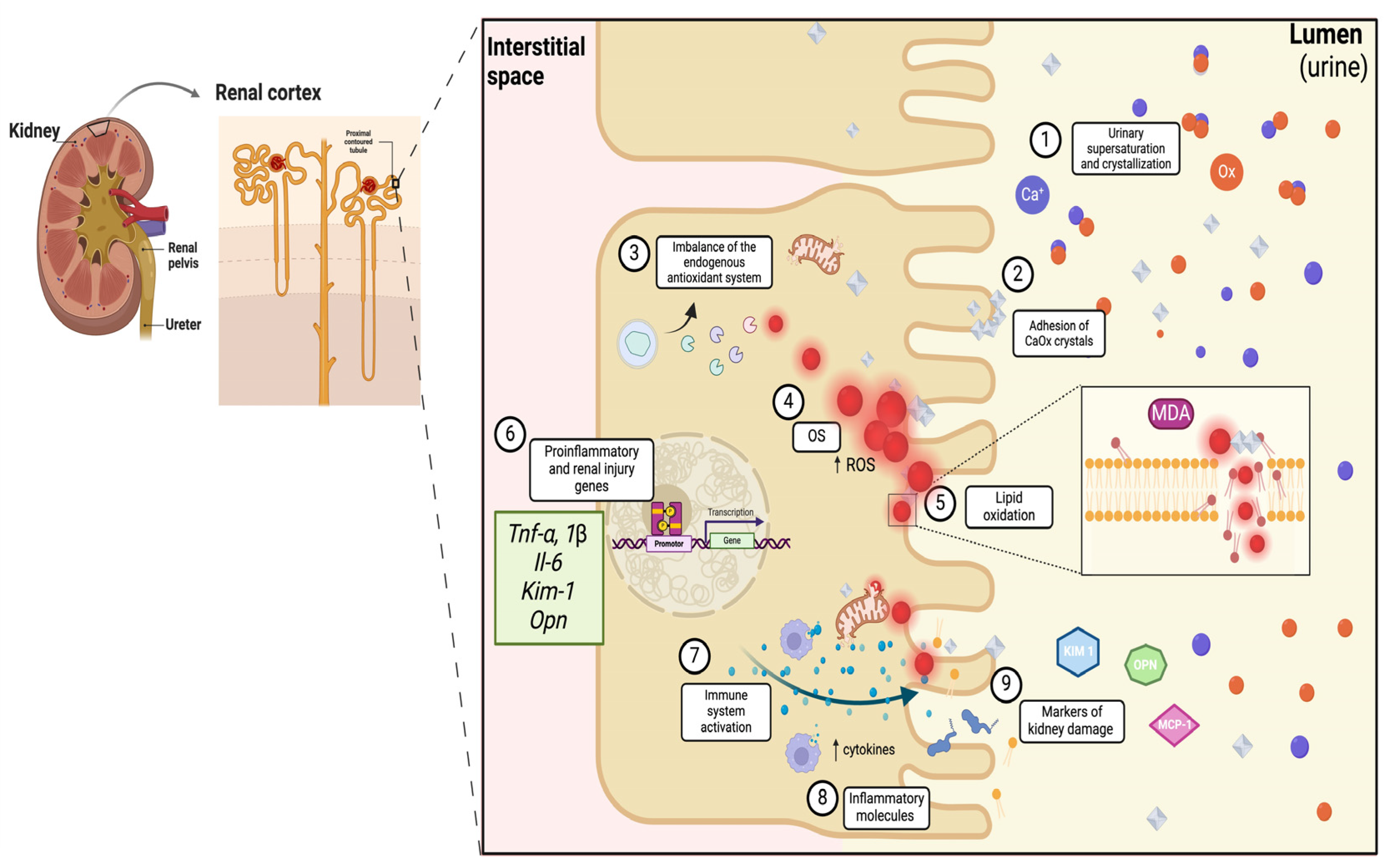 Plants 14 02032 g001