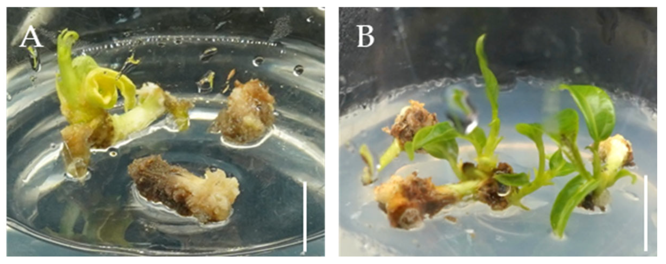 Plants 14 02033 g002