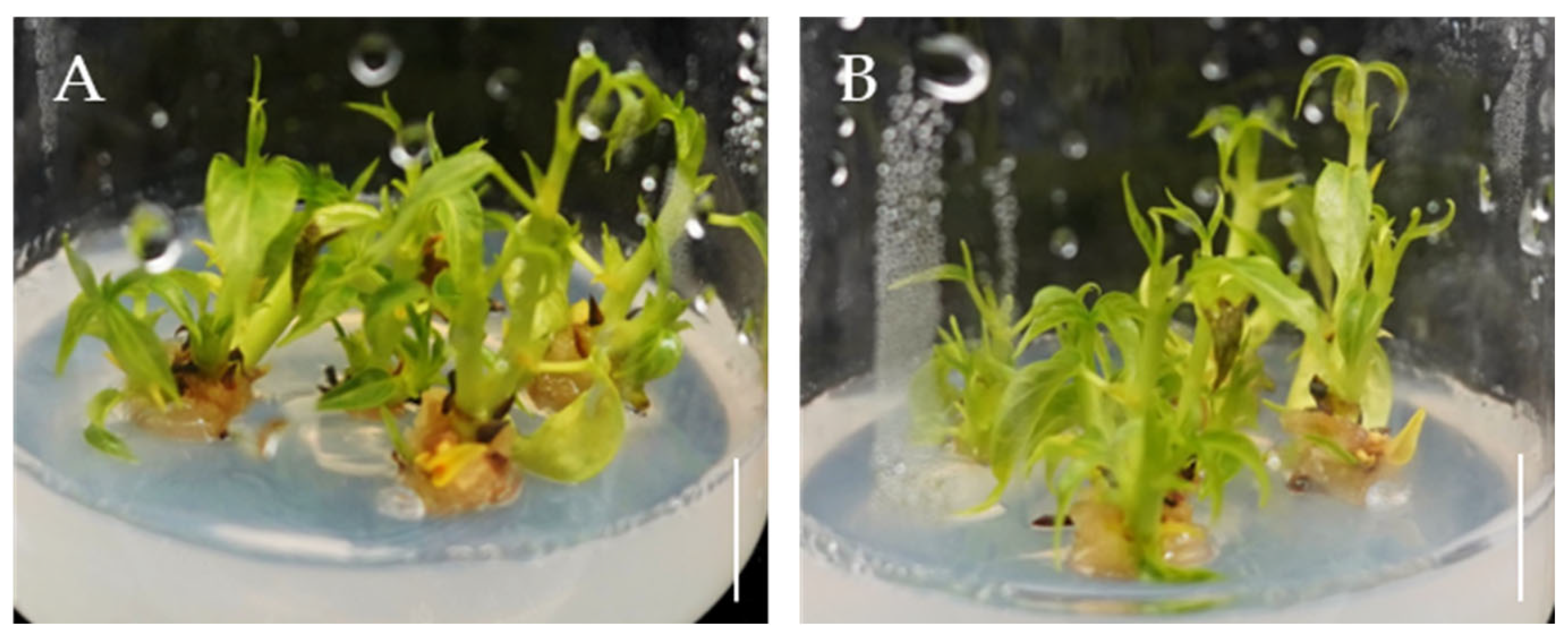 Plants 14 02033 g003