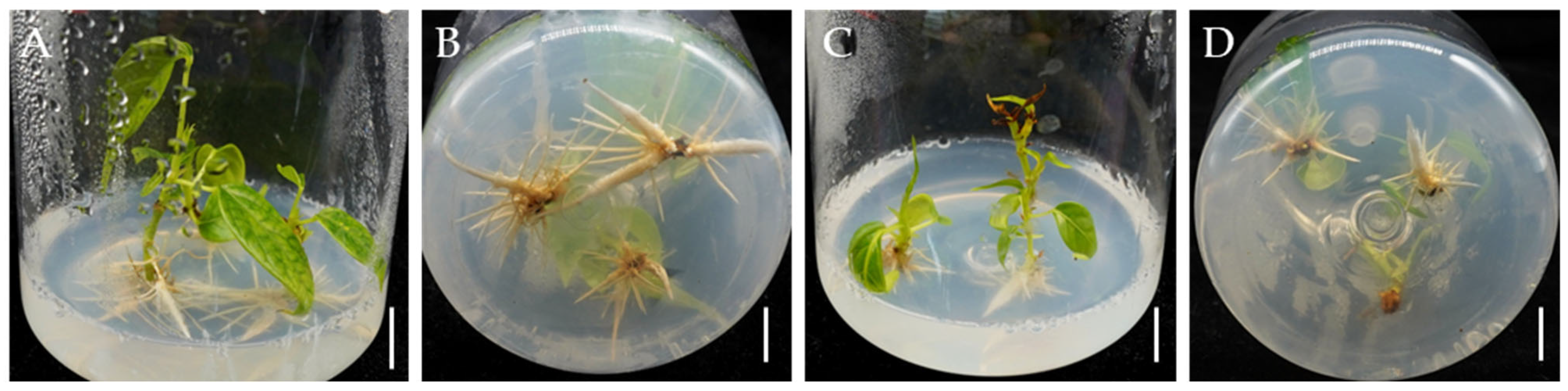 Plants 14 02033 g004