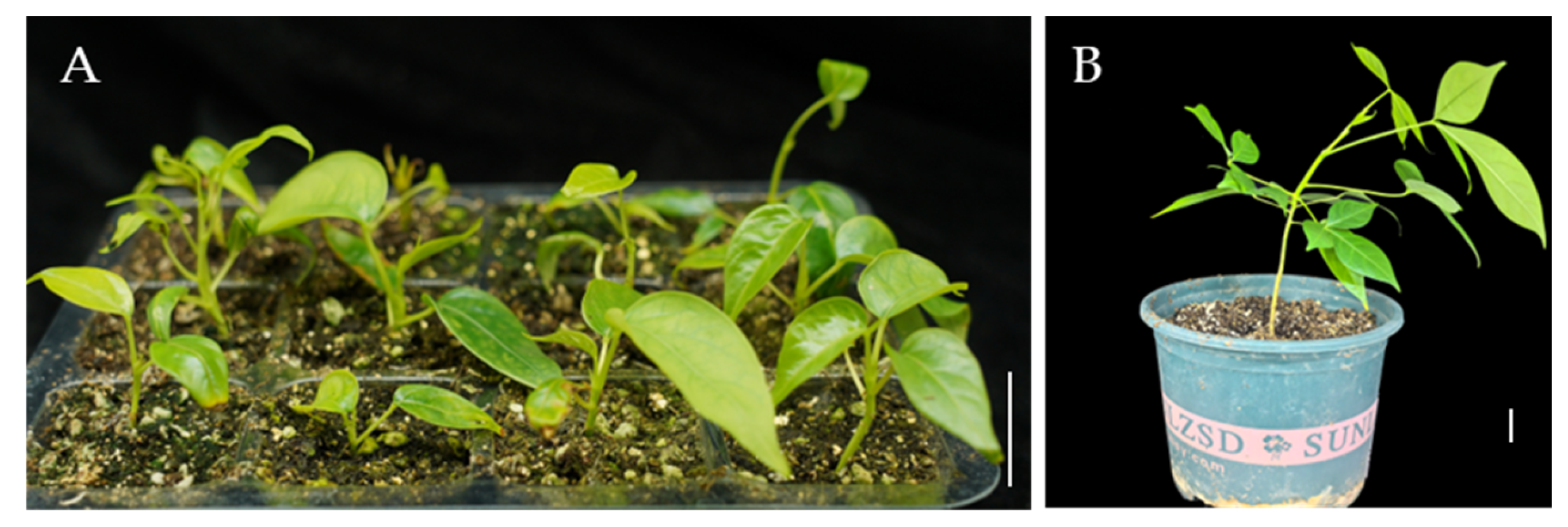 Plants 14 02033 g005