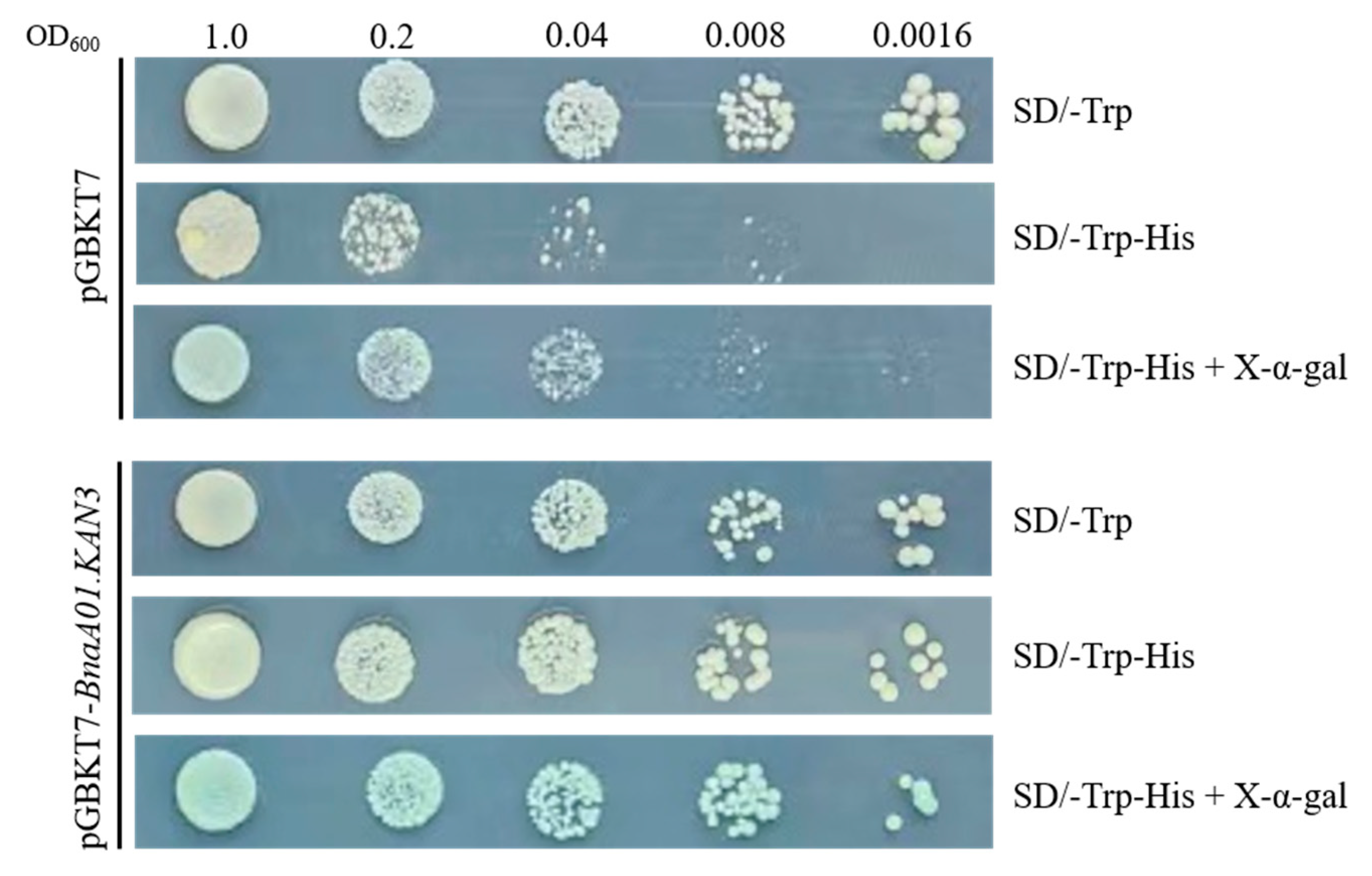 Plants 14 02036 g004