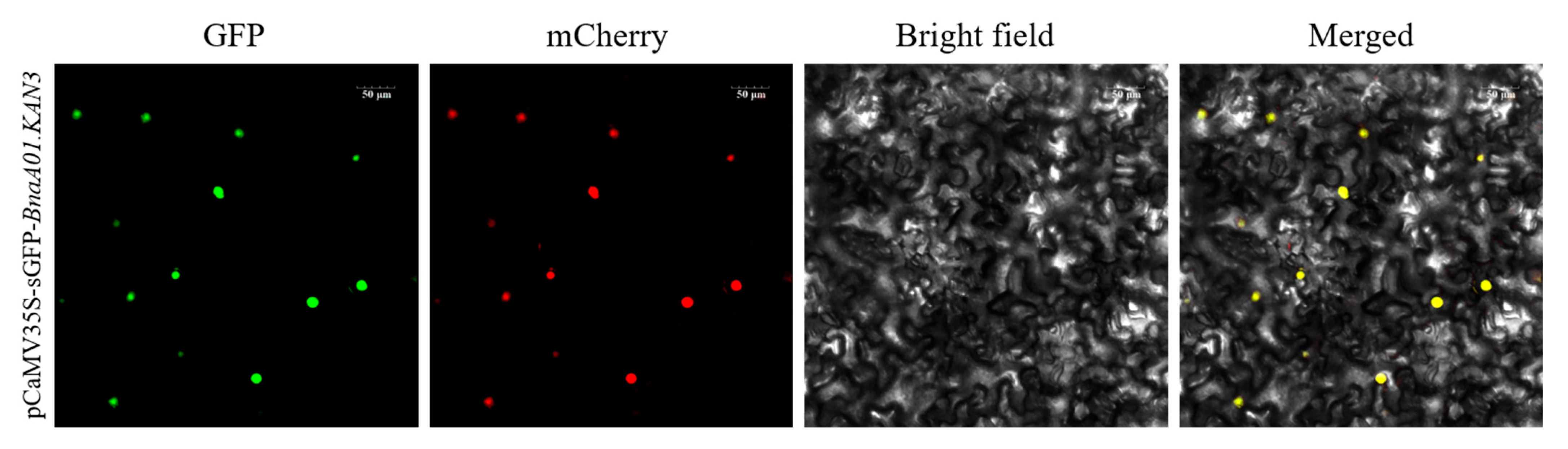 Plants 14 02036 g005