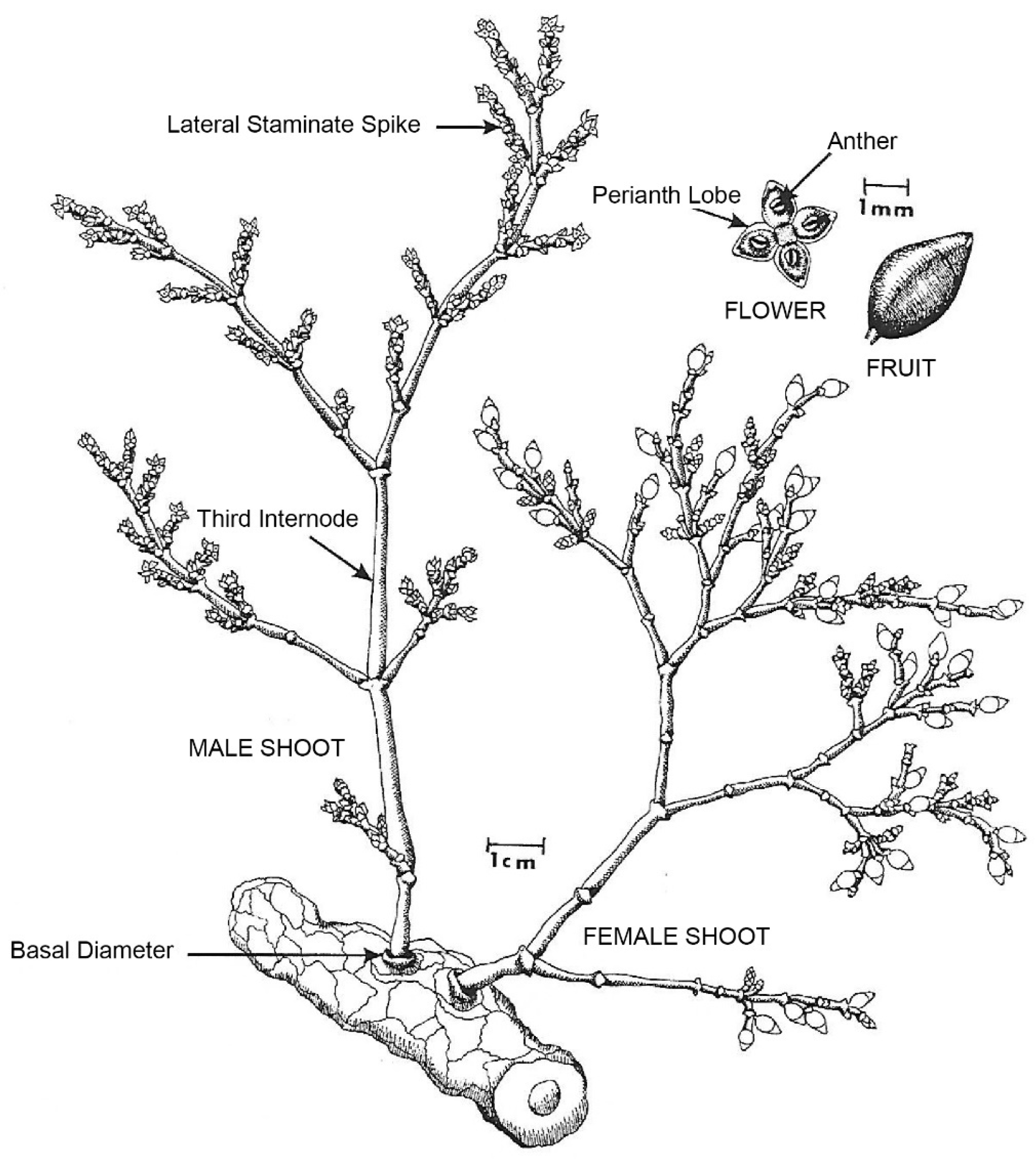 Plants 14 02051 g001