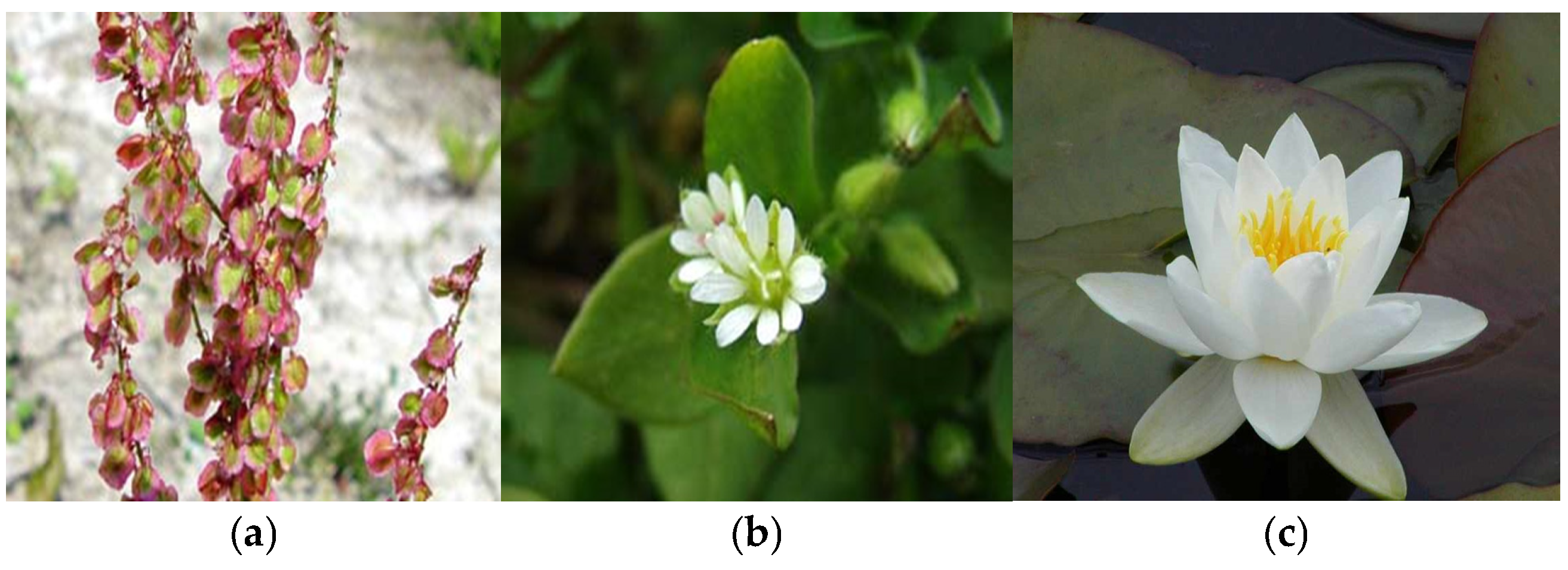 Plants 14 02056 g004