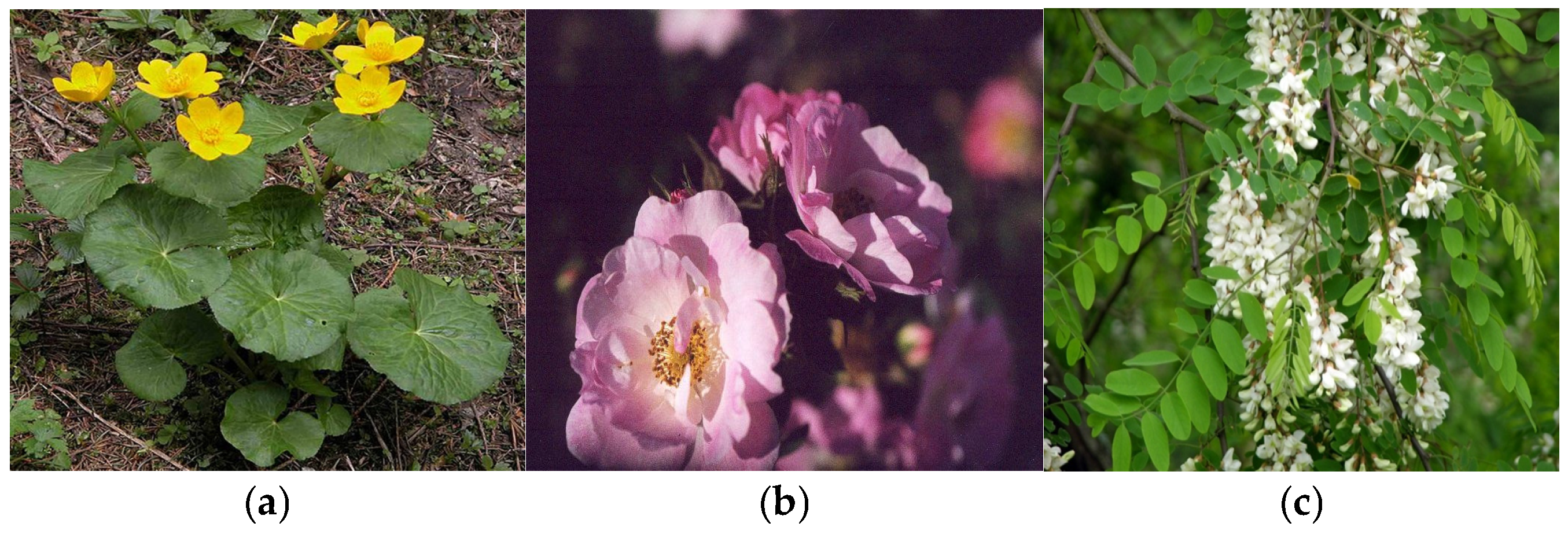 Plants 14 02056 g005