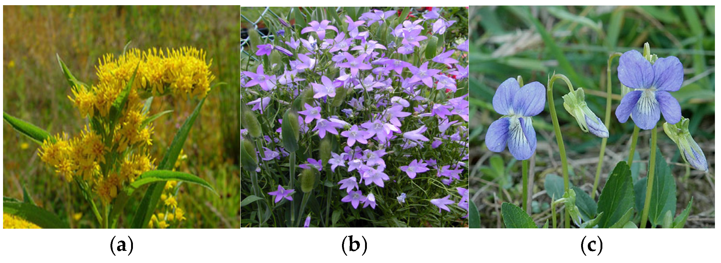 Plants 14 02056 g006