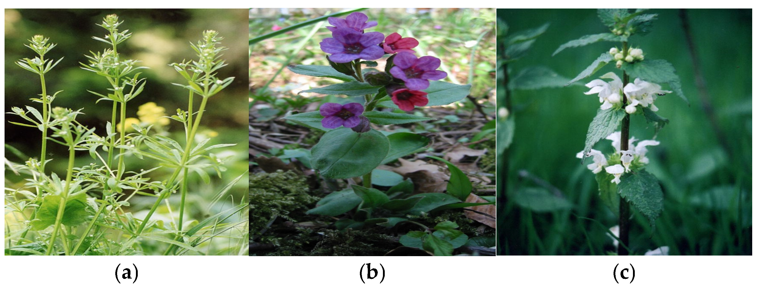 Plants 14 02056 g008