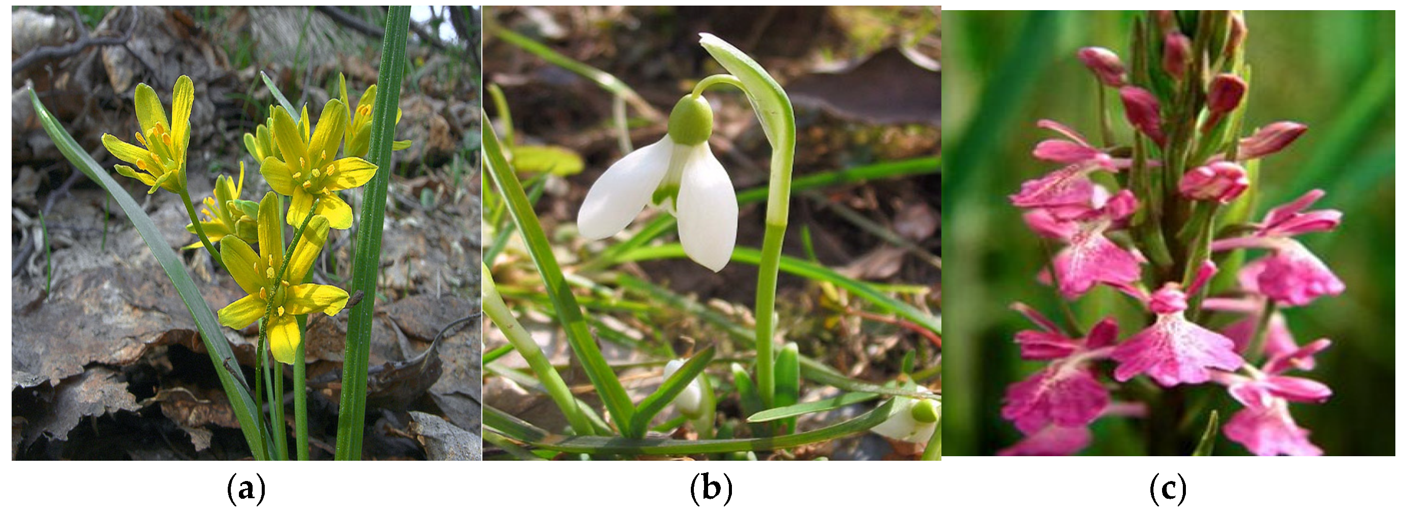 Plants 14 02056 g009