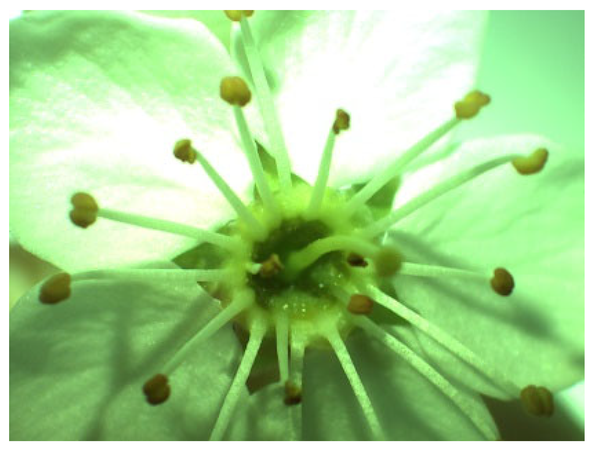 Plants 14 02064 g004