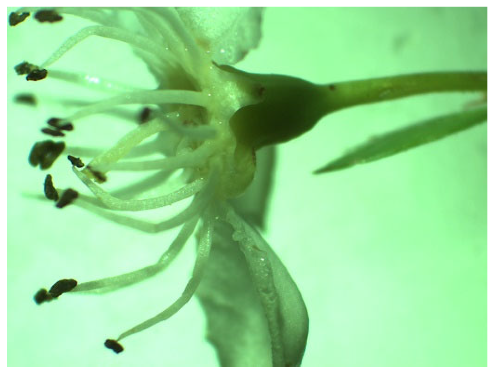 Plants 14 02064 g005