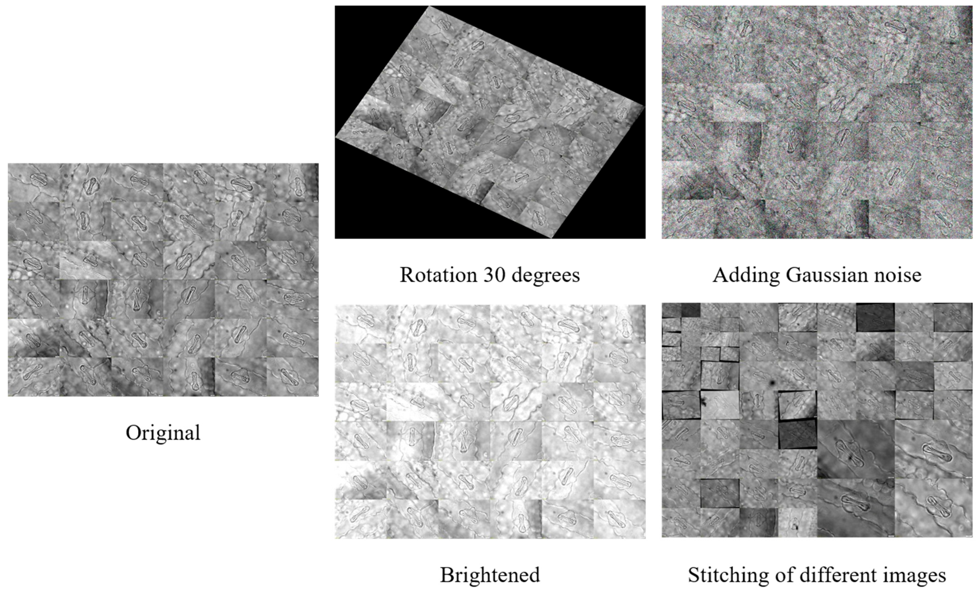 Plants 14 02070 g002