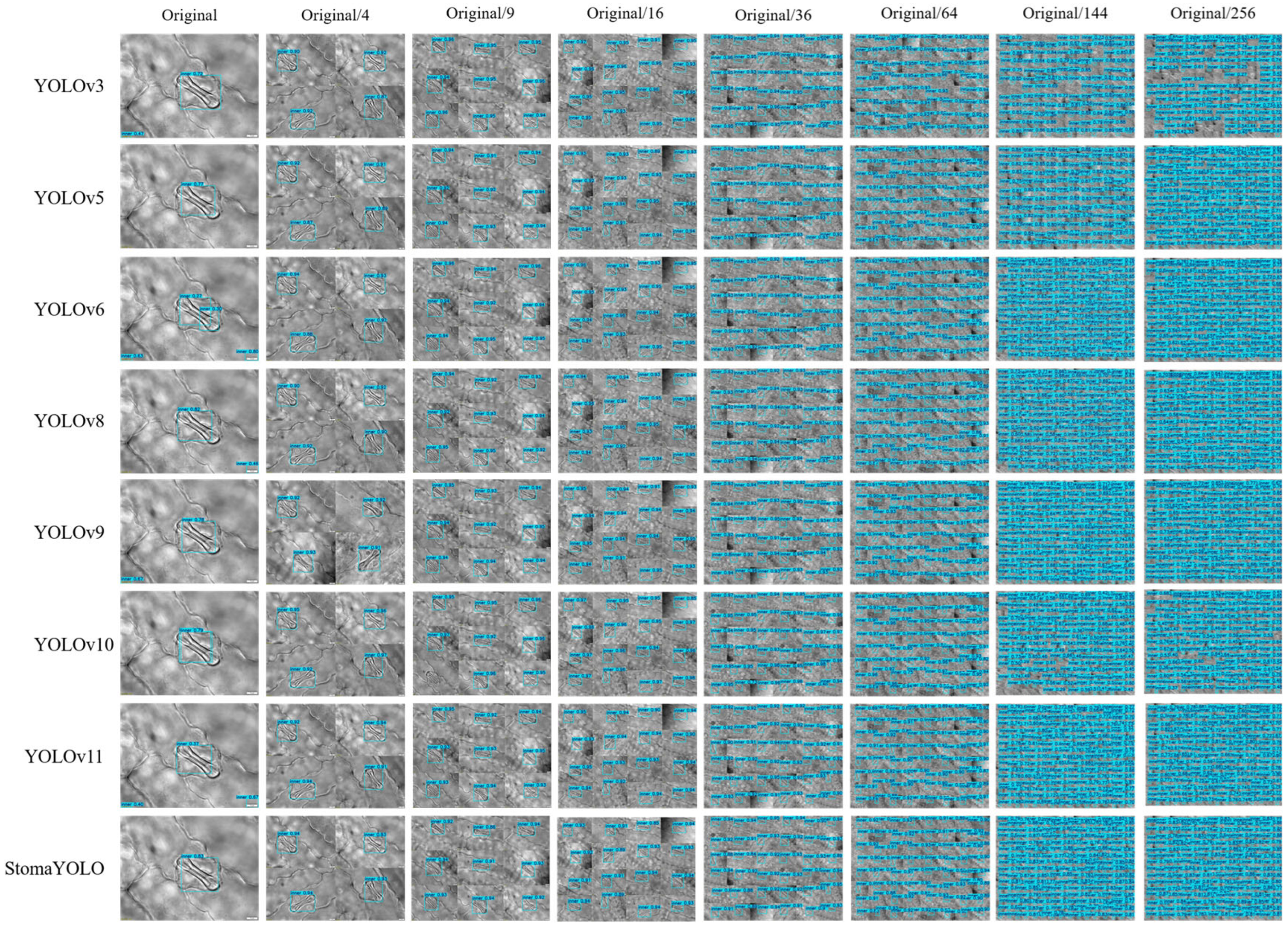 Plants 14 02070 g008