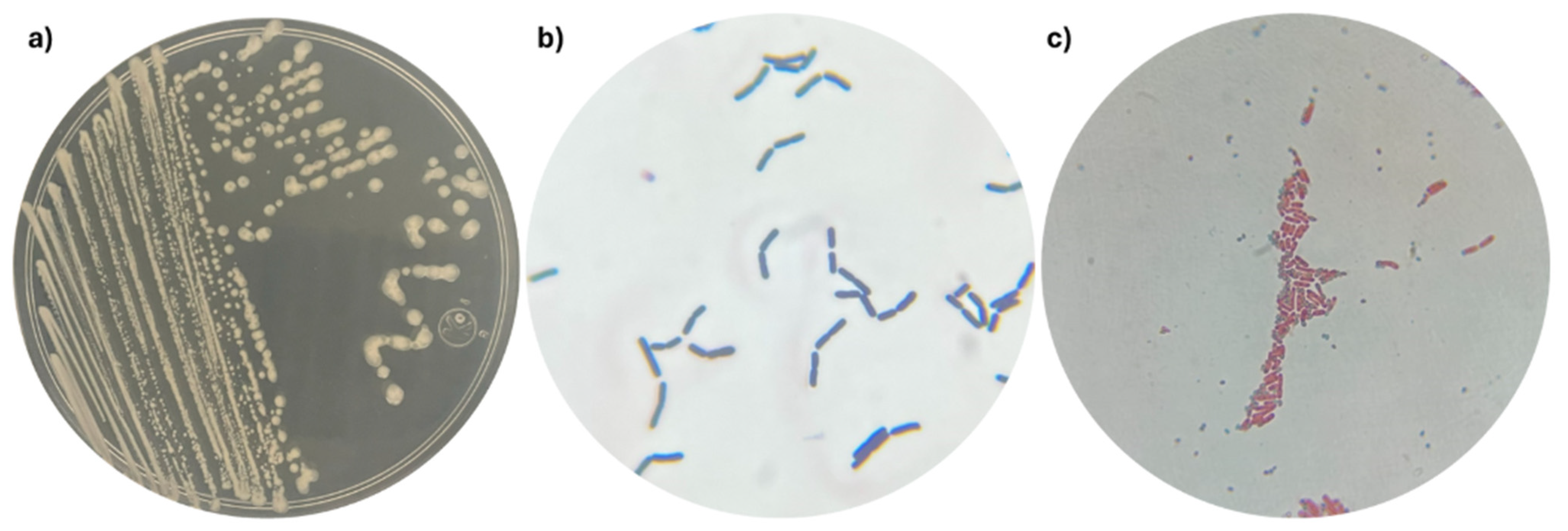 Plants 14 02081 g001