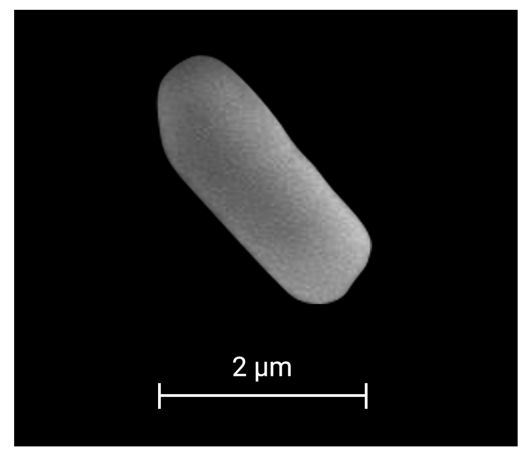 Plants 14 02081 g002