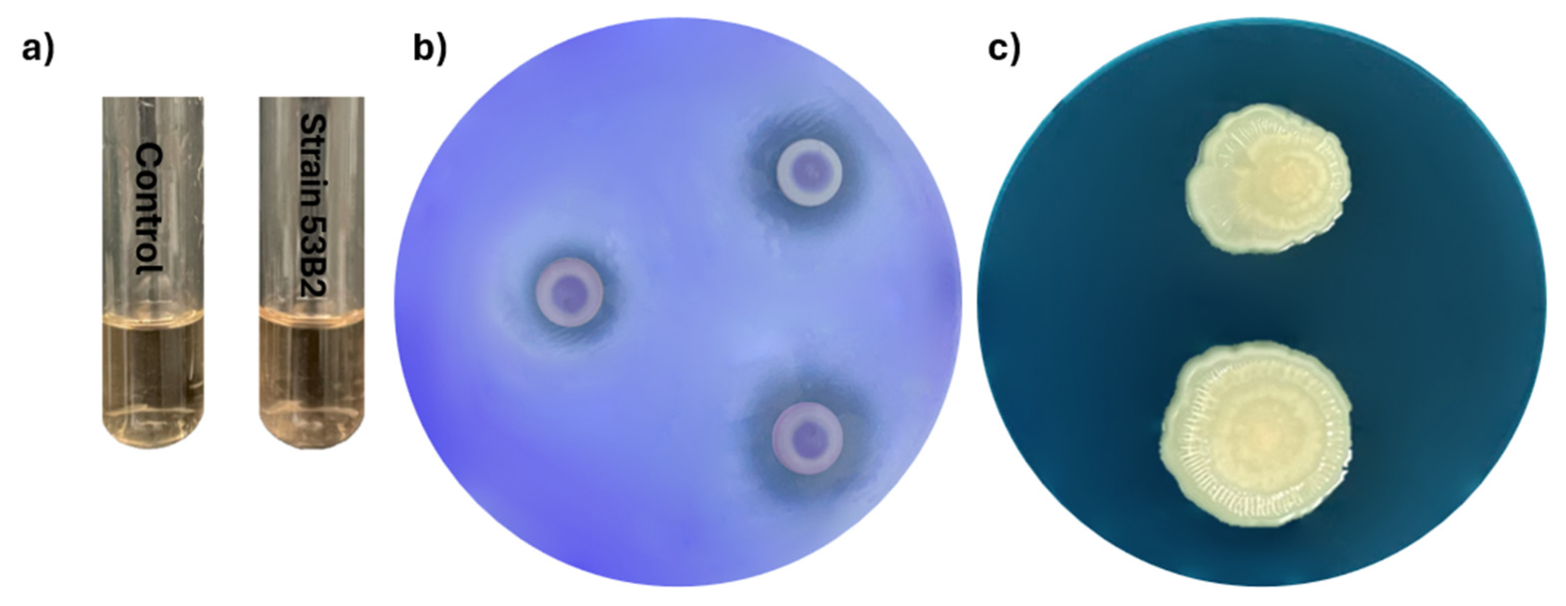 Plants 14 02081 g007