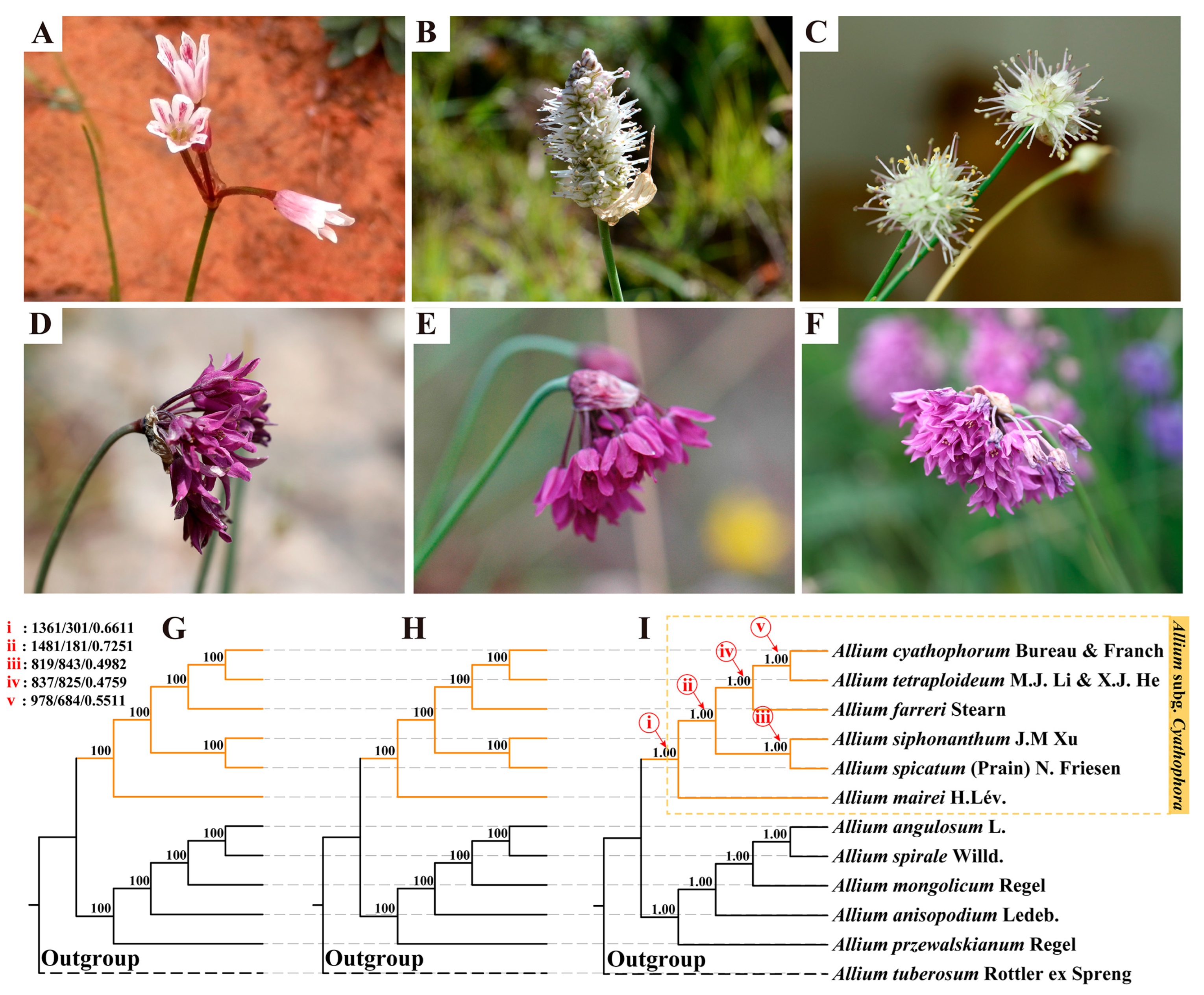 Plants 14 02083 g001