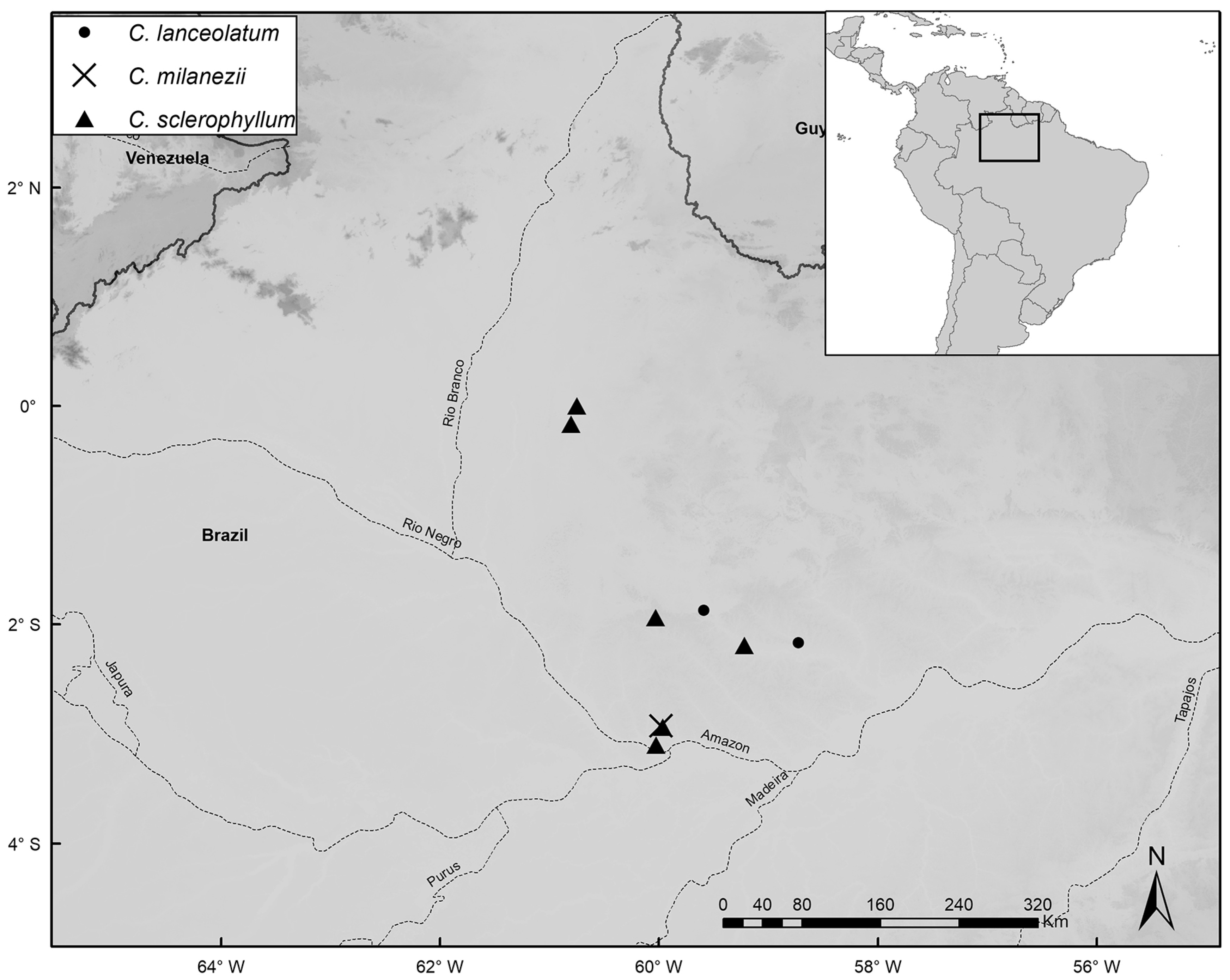 Taxonomic Revision of the Catostemma Clade  (Malvaceae/Bombacoideae/Adansonieae)
