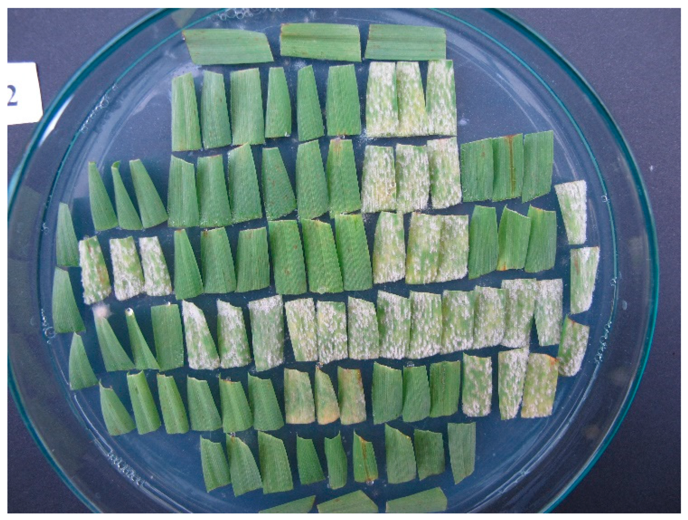 Plants 14 02091 g001