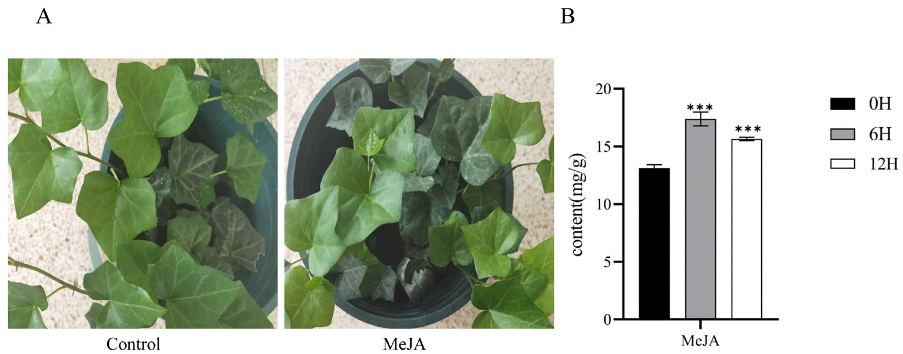 Genome-Wide Transcriptome Analysis Reveals GRF Transcription