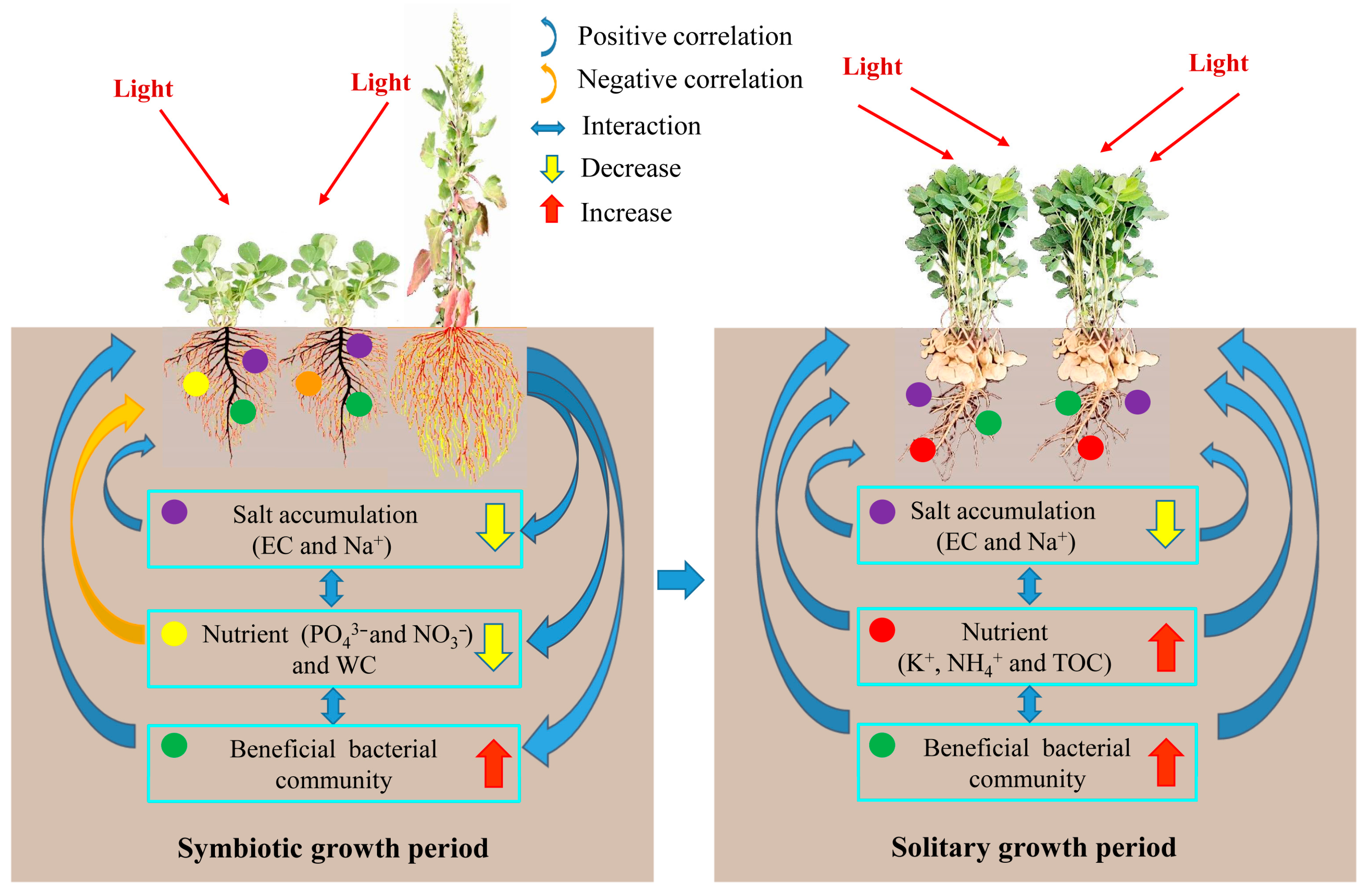 NATU Quinoa–Peanut Relay Intercropping Promotes Peanut