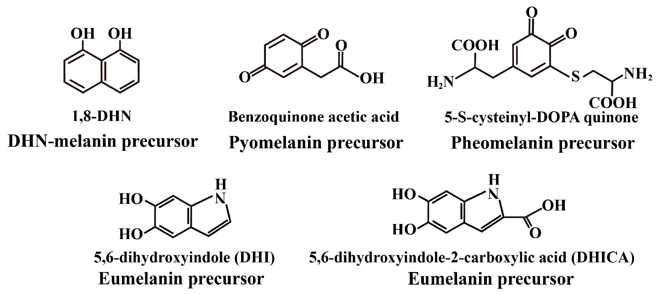 dai Focal adhesion in the tumour metastasis: from molecular