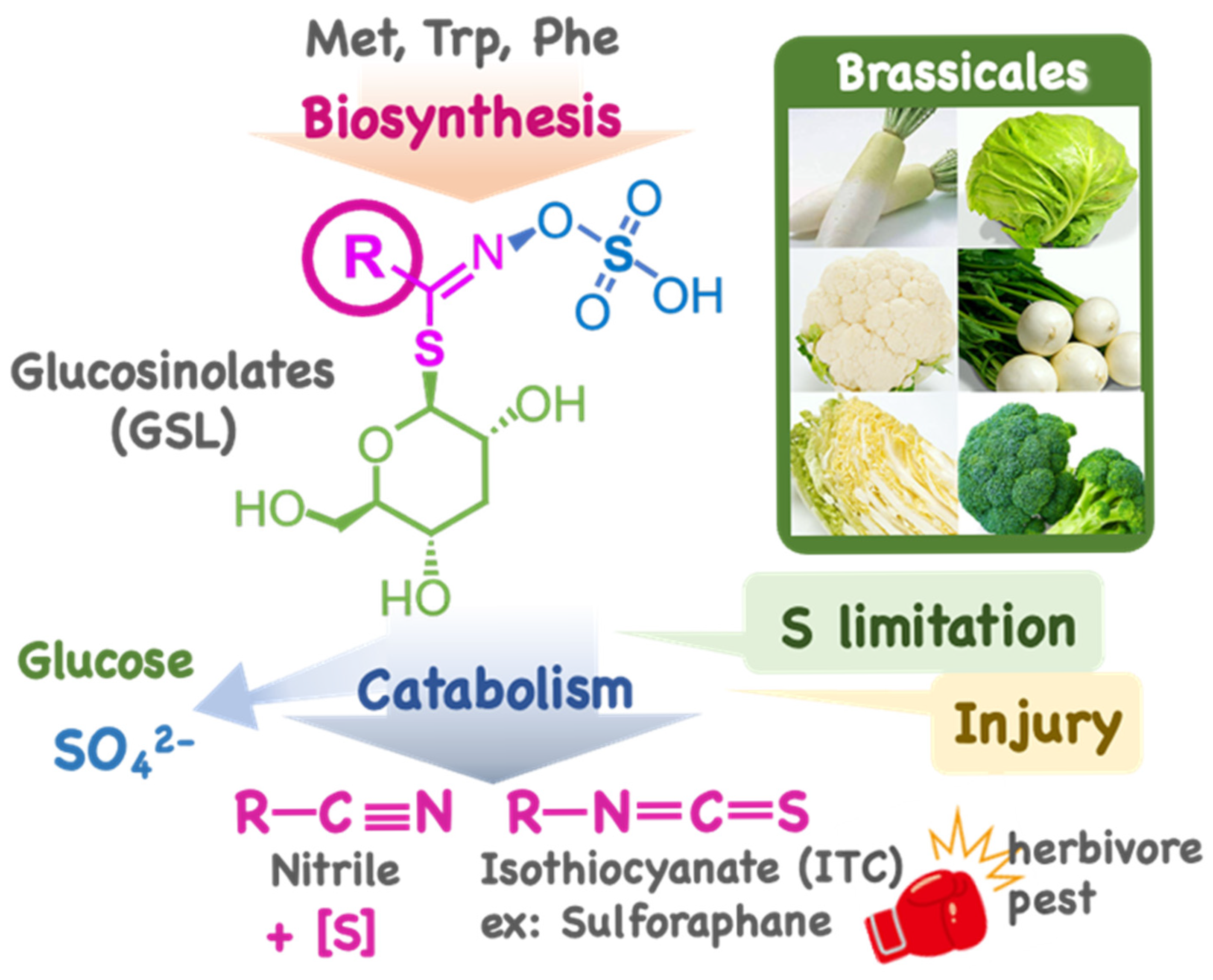 Impacts of Sulfur on Glucosinolate Metabolism: From Arabidopsis to Wild  Brassicales