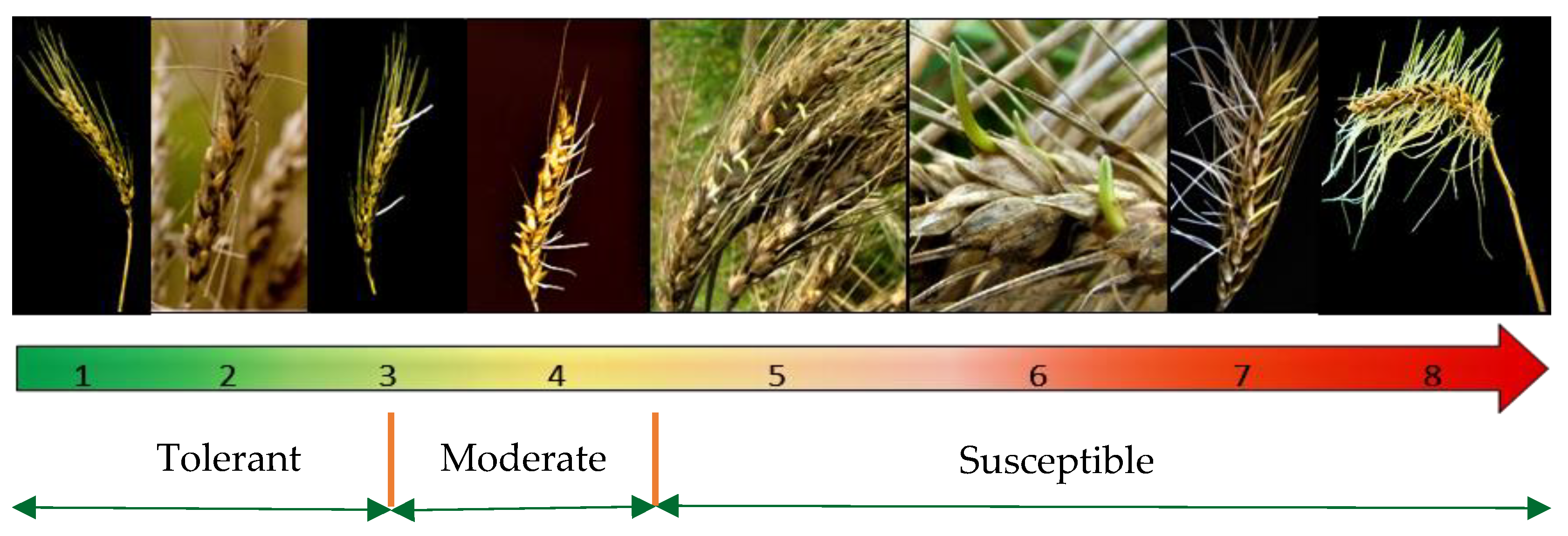 Plants 14 02134 g003