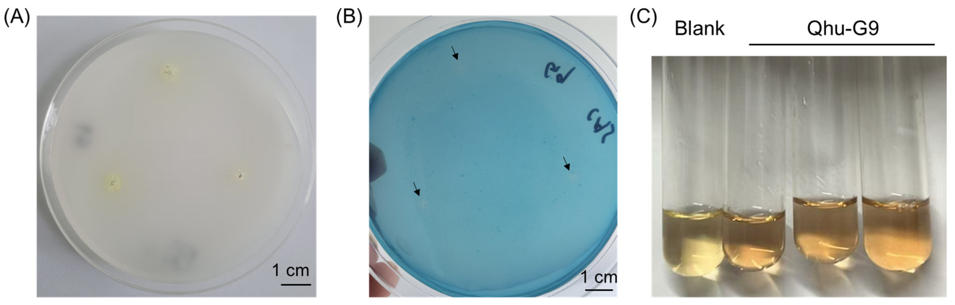 Plants 14 02135 g005