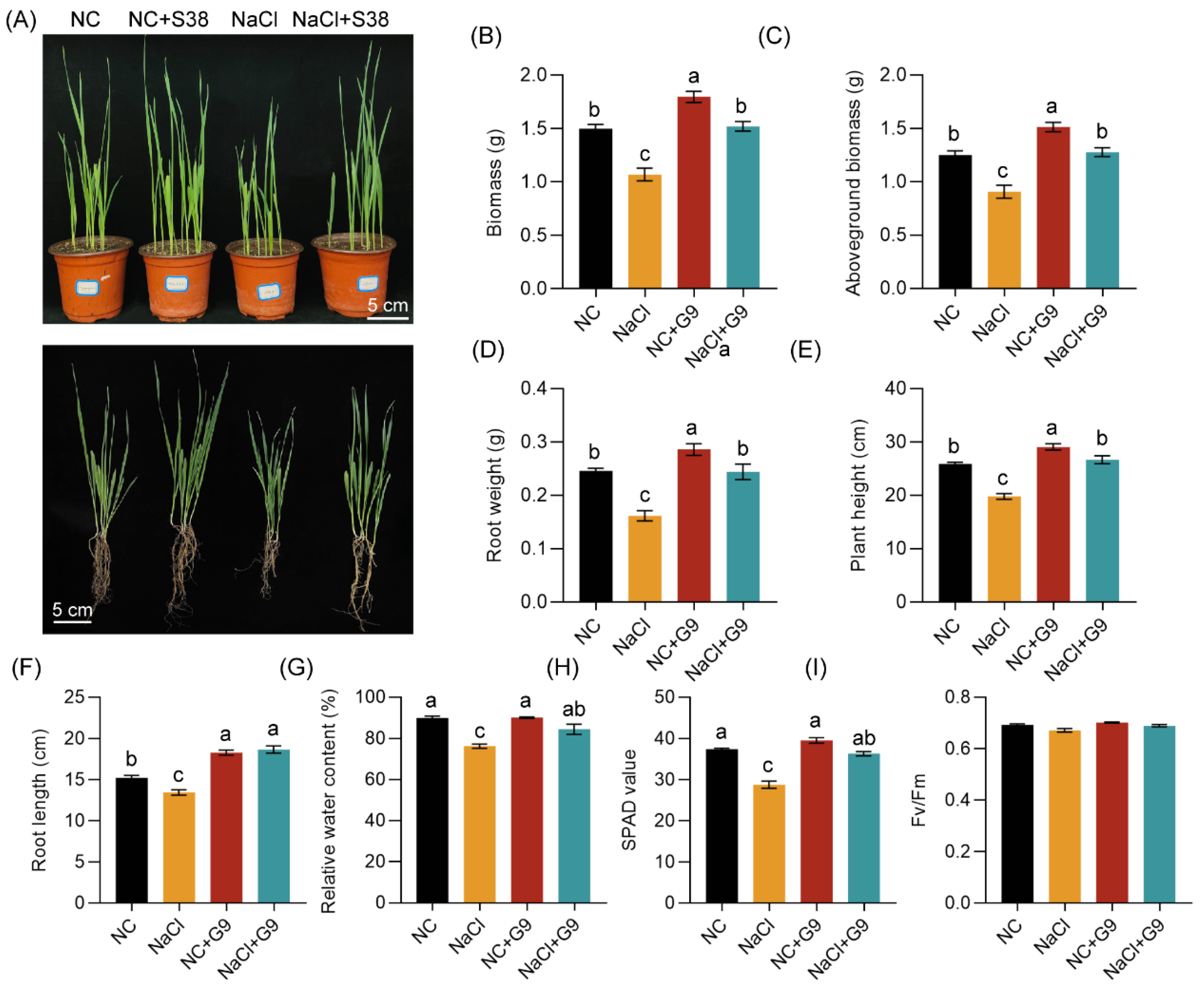 Plants 14 02135 g006