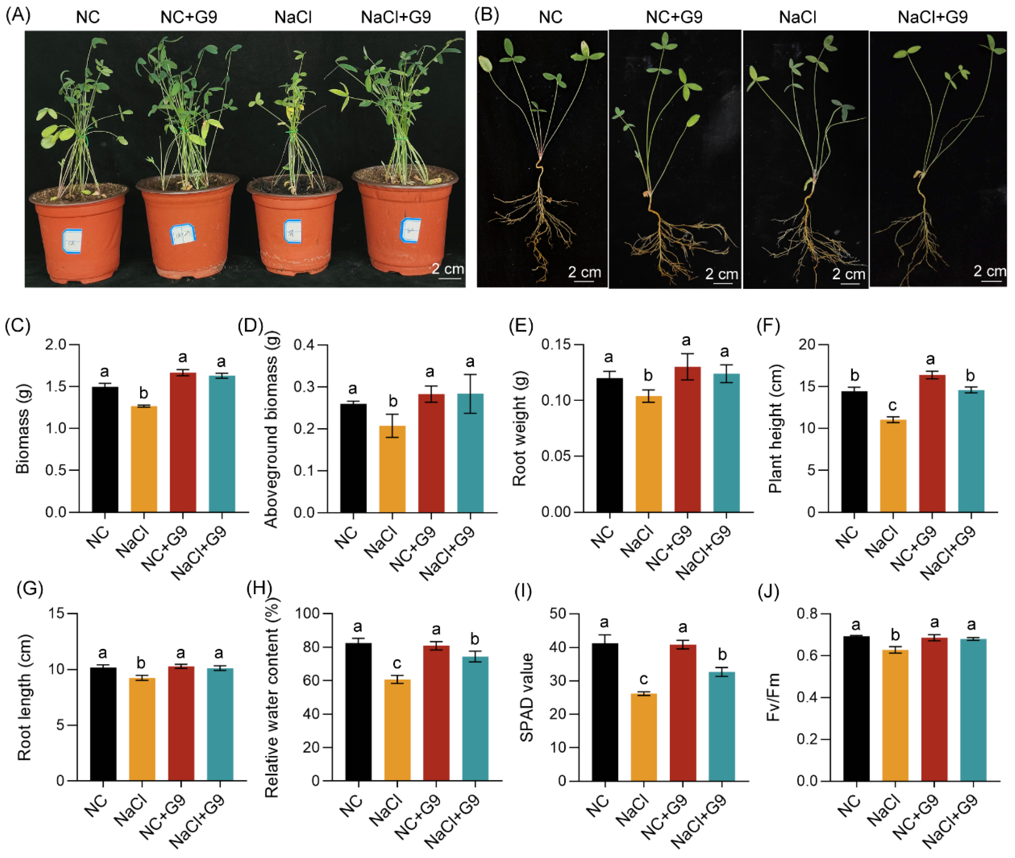 Plants 14 02135 g007