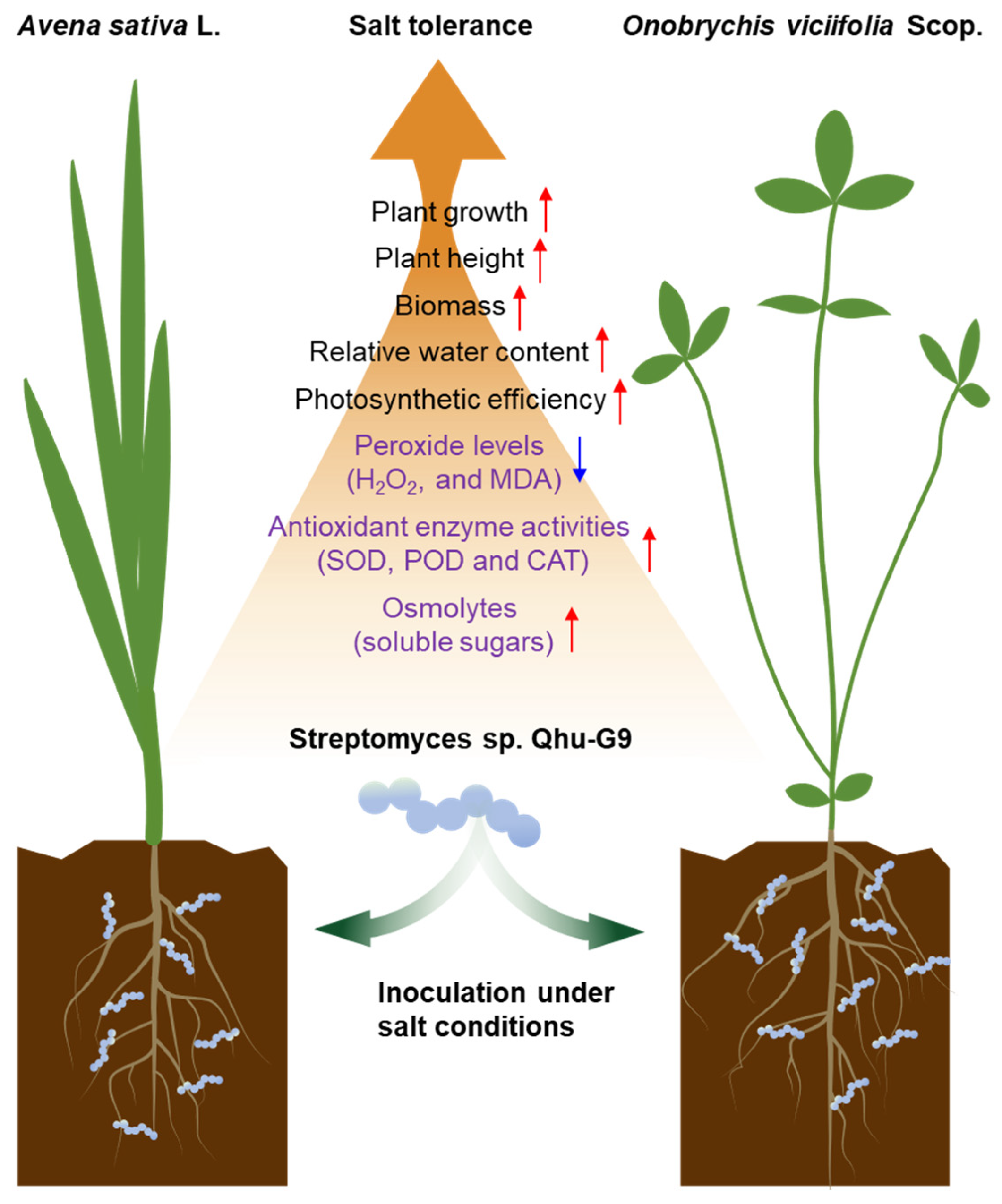 Plants 14 02135 g009