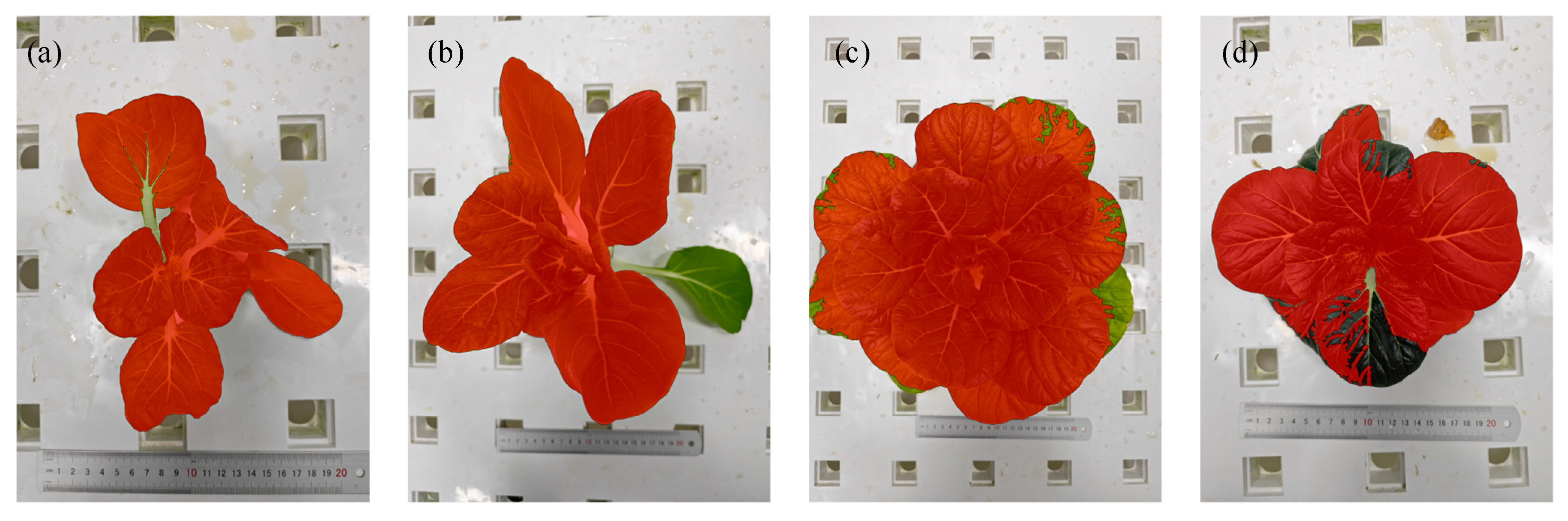 Plants 14 02140 g010