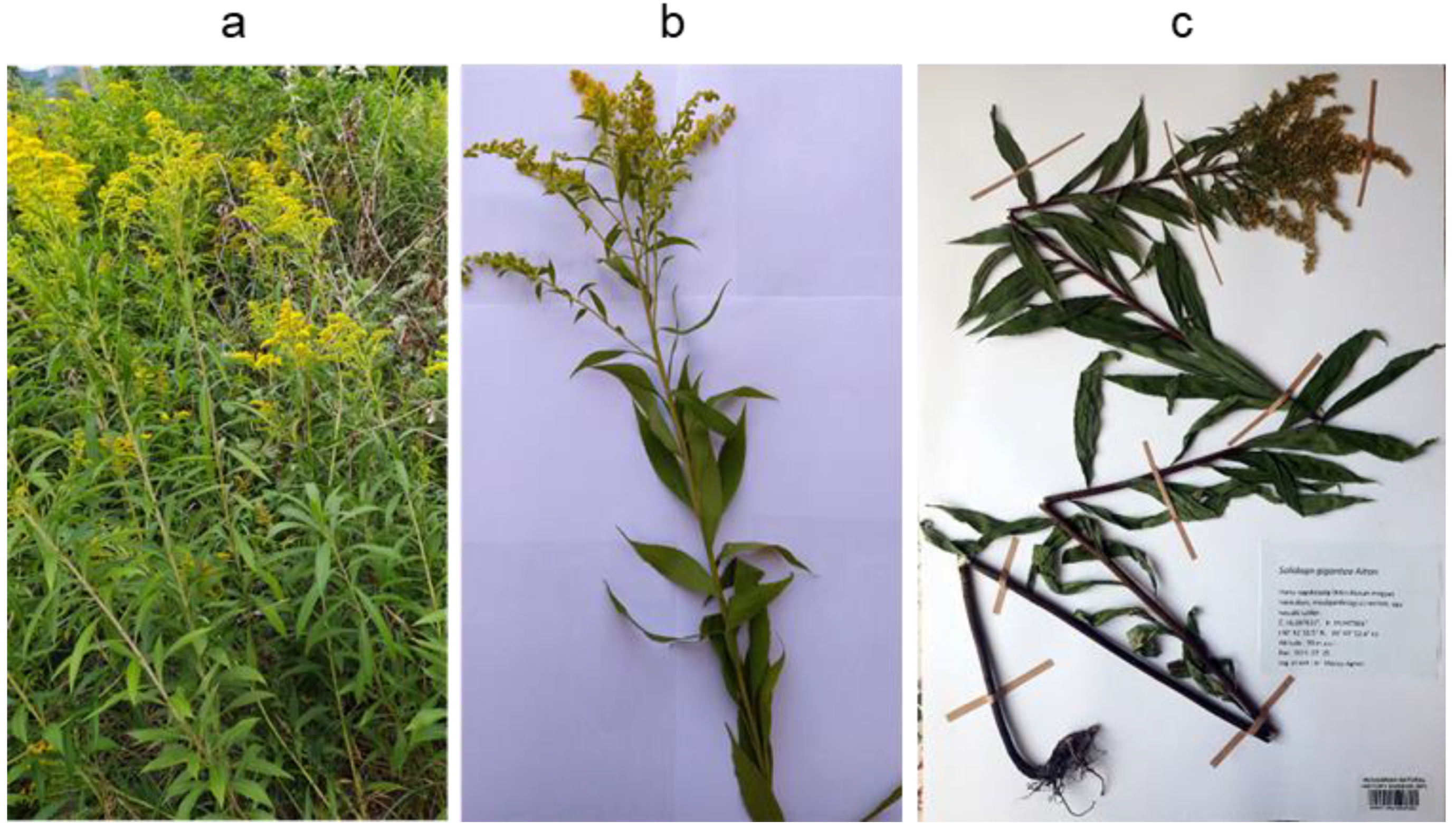 Plants 14 02152 g001