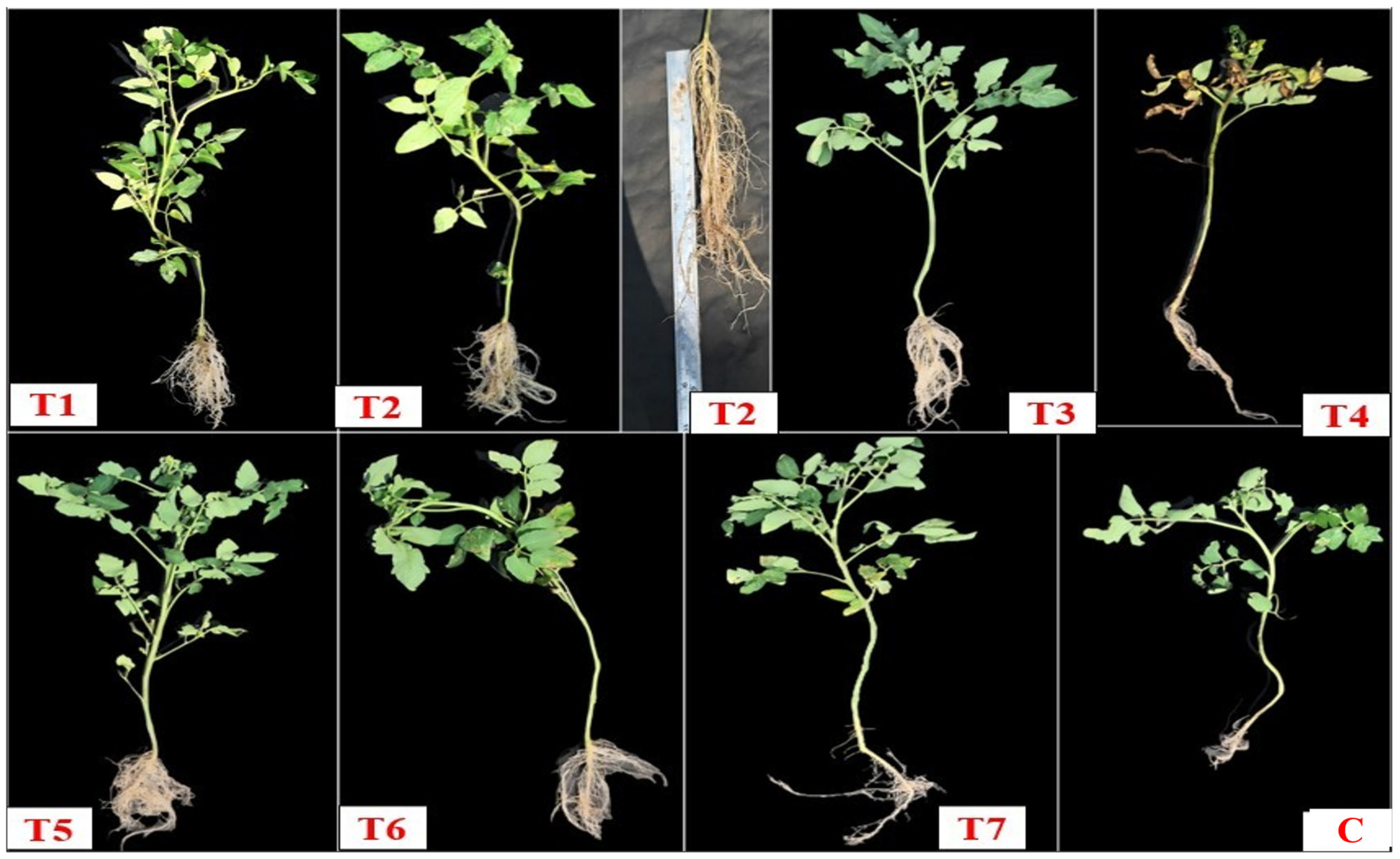 Plants 14 02154 g009