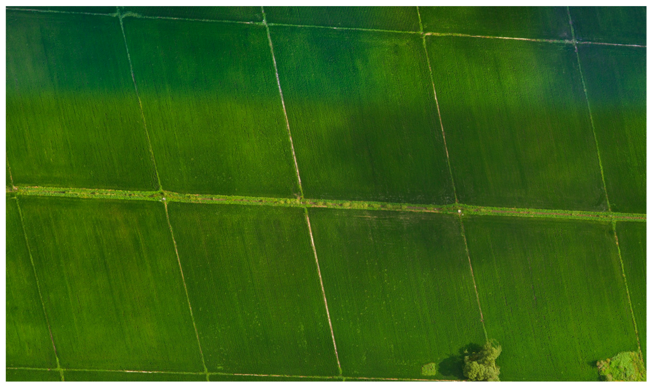 Plants 14 02156 g003