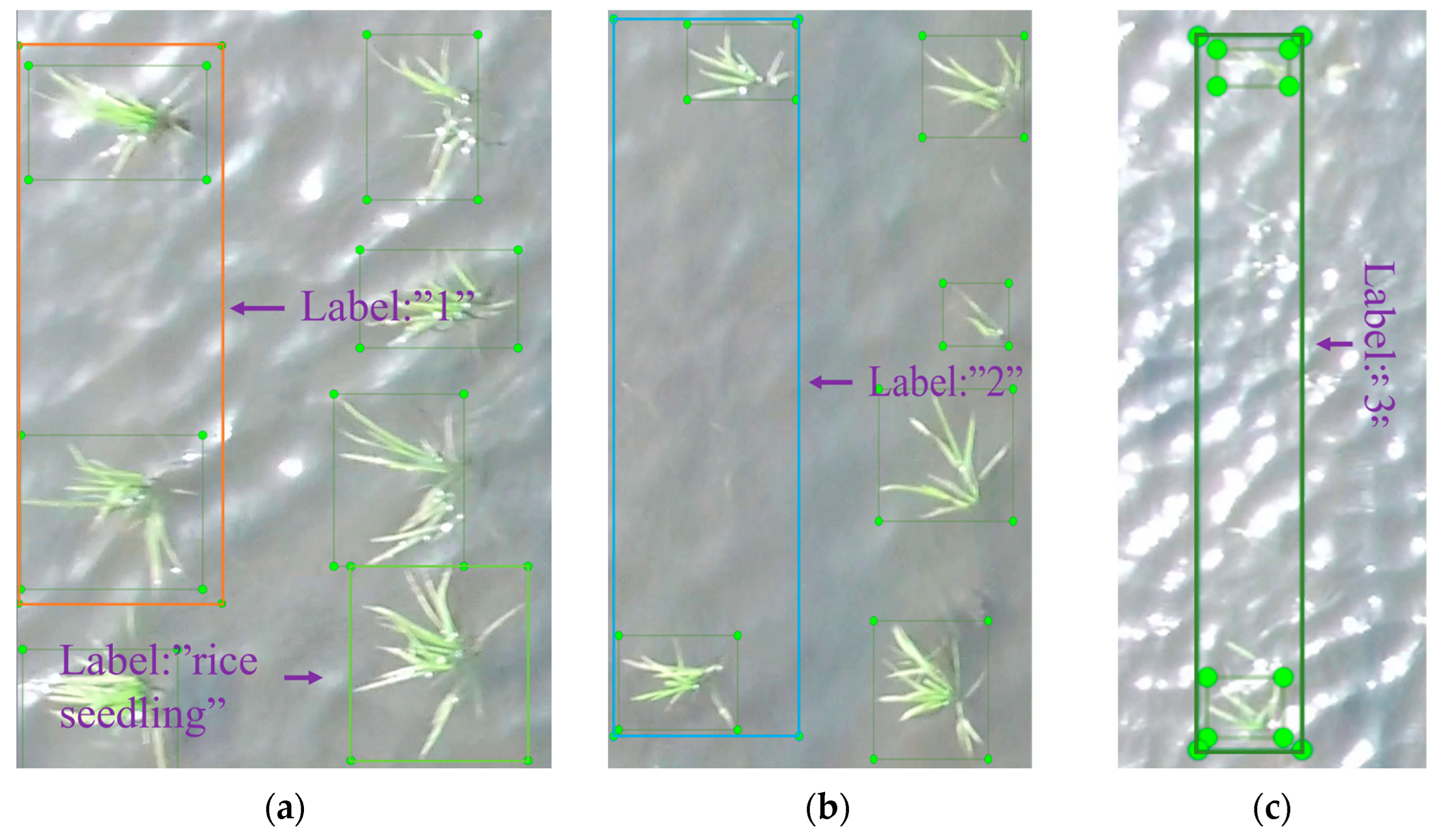 Plants 14 02156 g005
