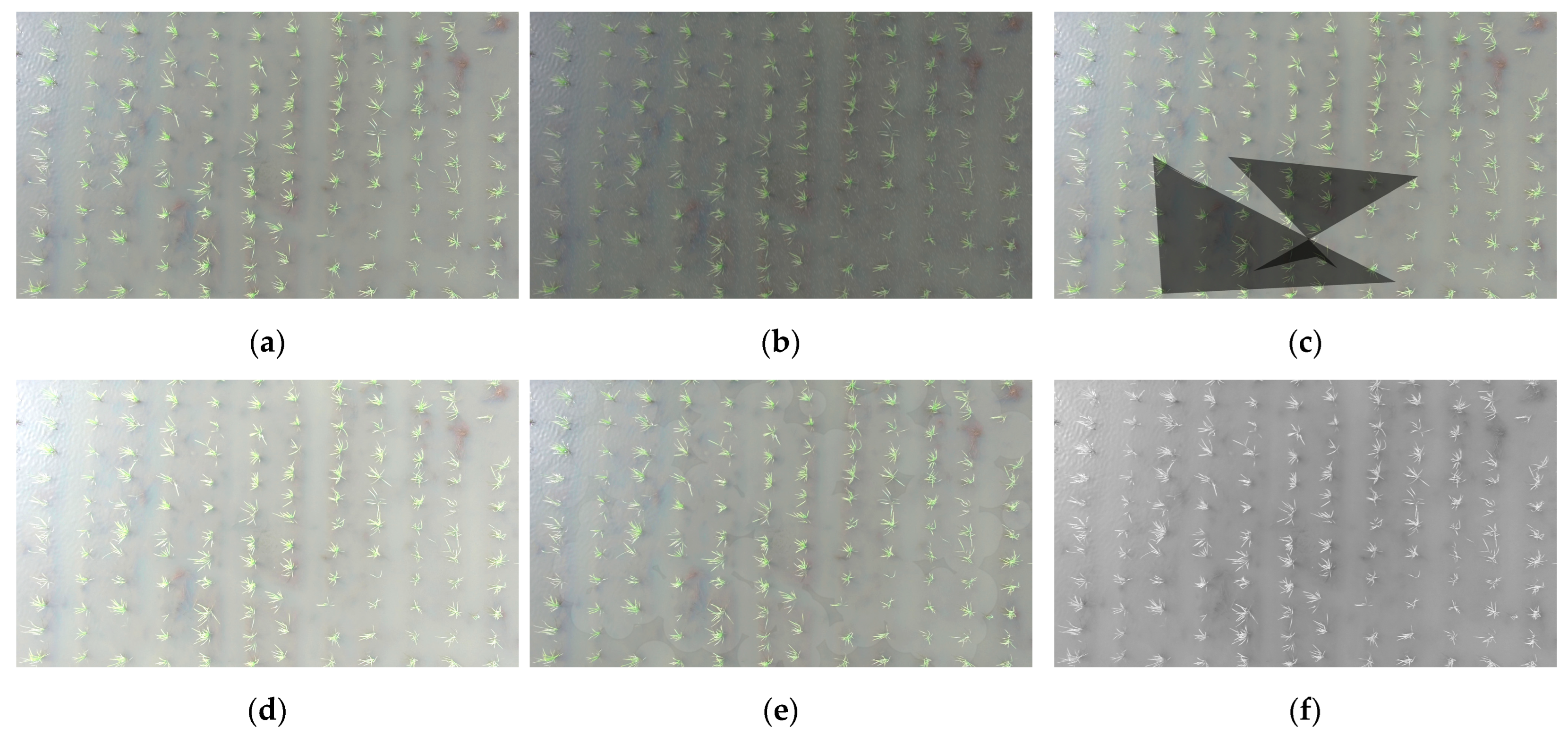 Plants 14 02156 g007