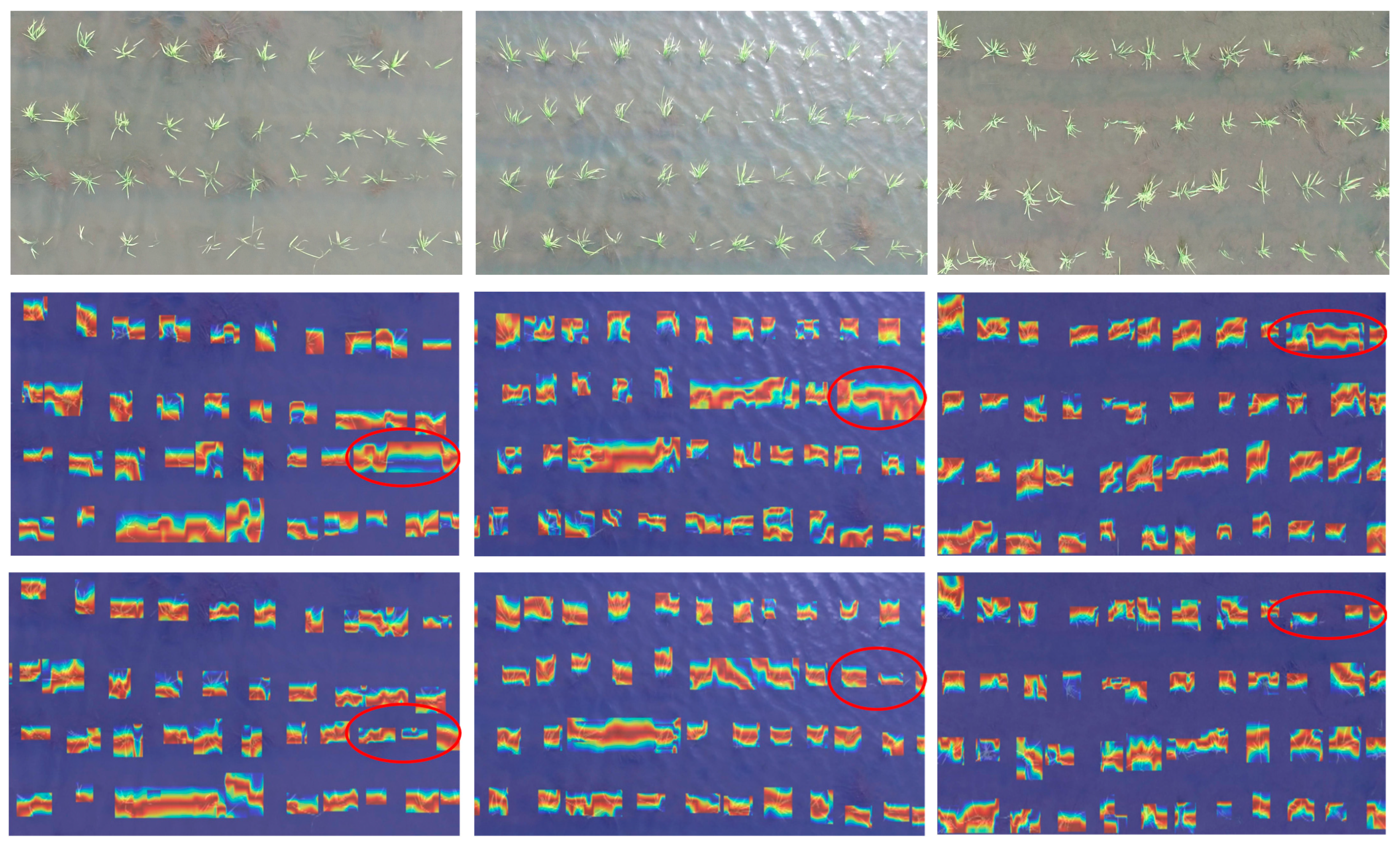 Plants 14 02156 g017