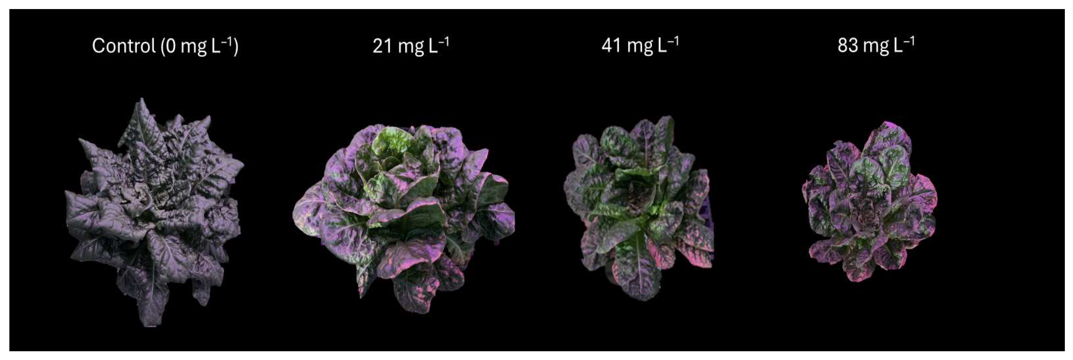 Plants 14 02165 g005